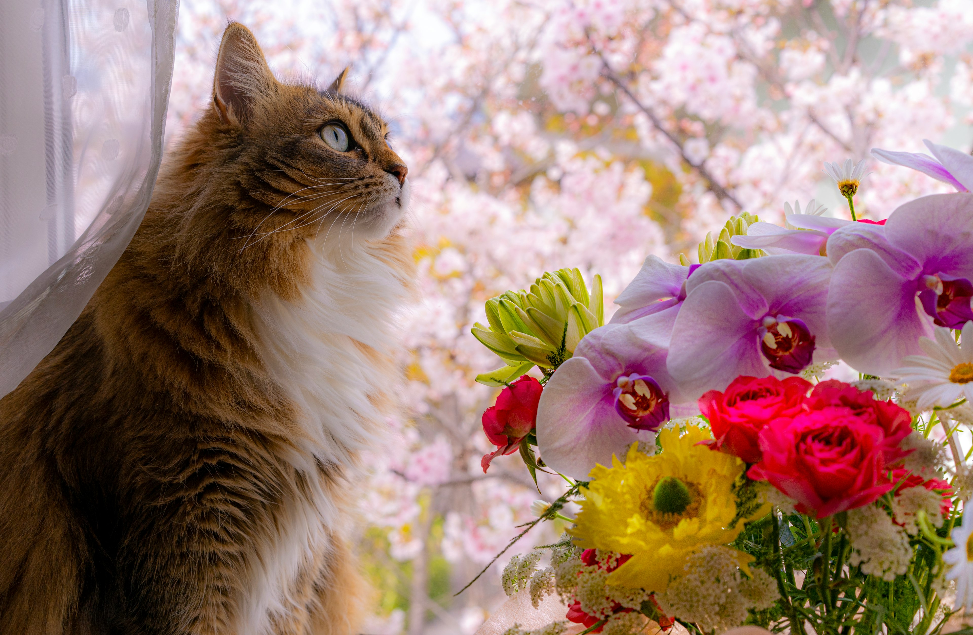 窓辺にいる猫と花のアレンジメント 春の桜が背景にある