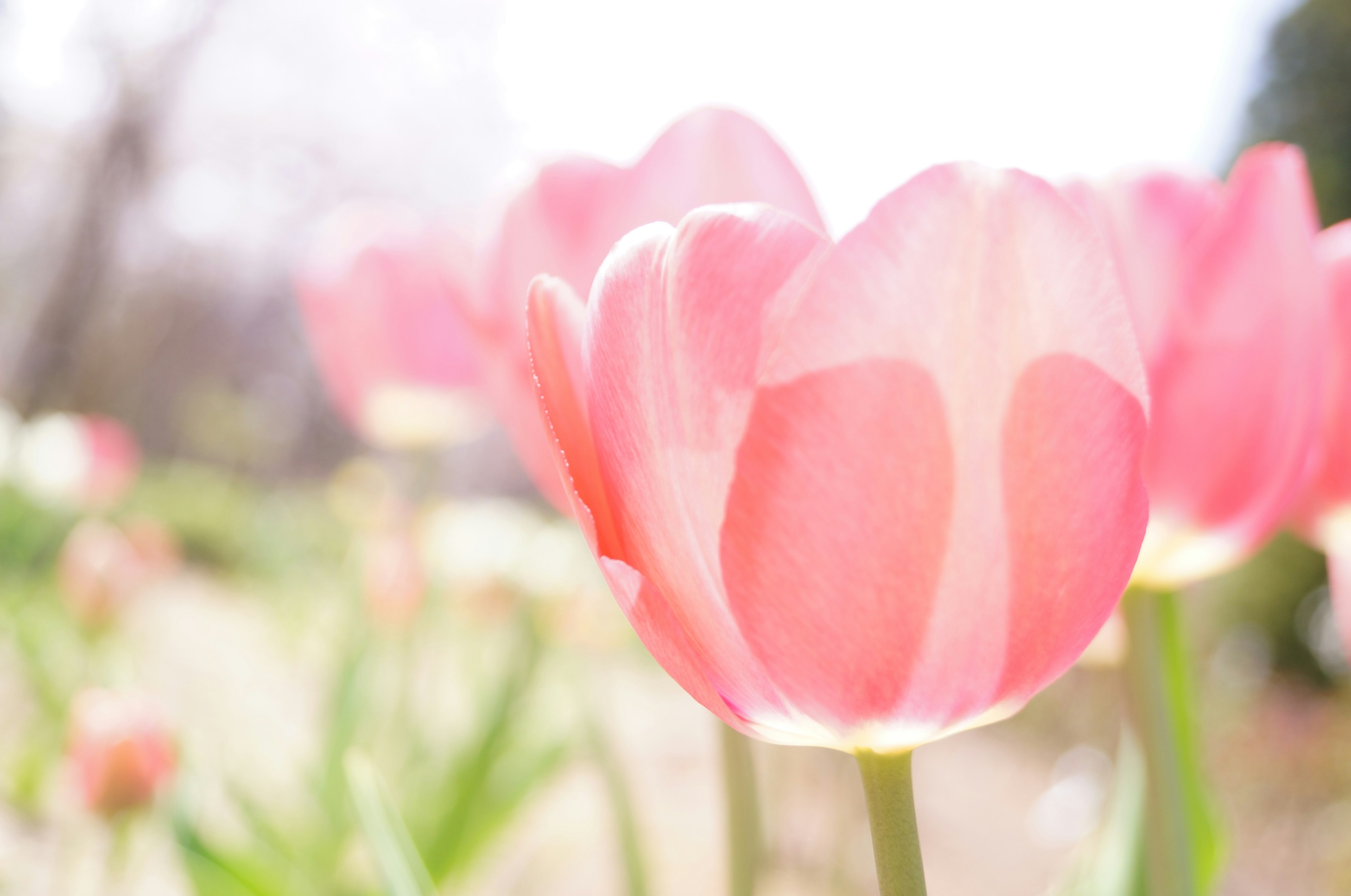 Hermosas flores de tulipanes rosas floreciendo en un jardín