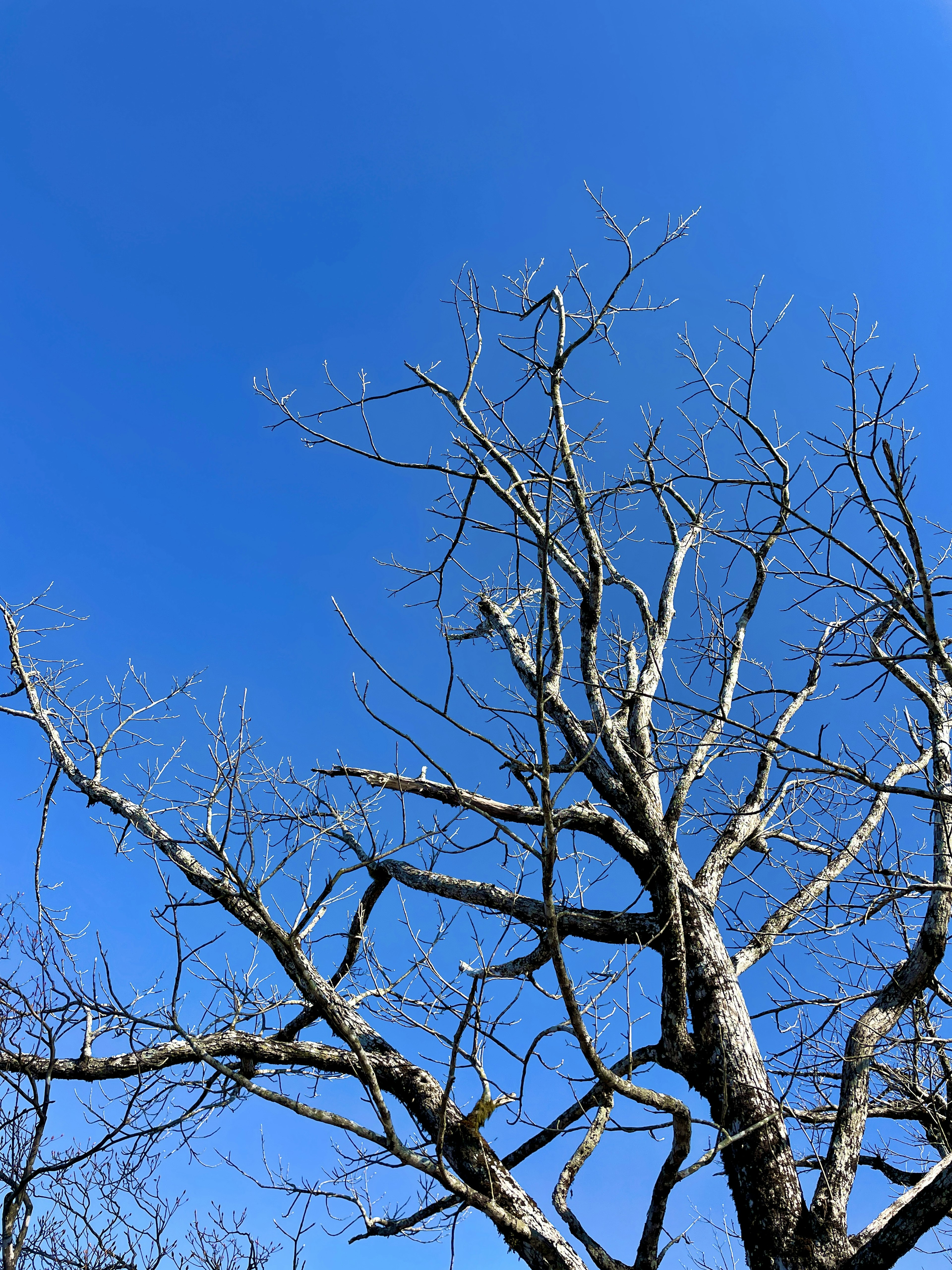 Bare tree branches reaching towards a clear blue sky