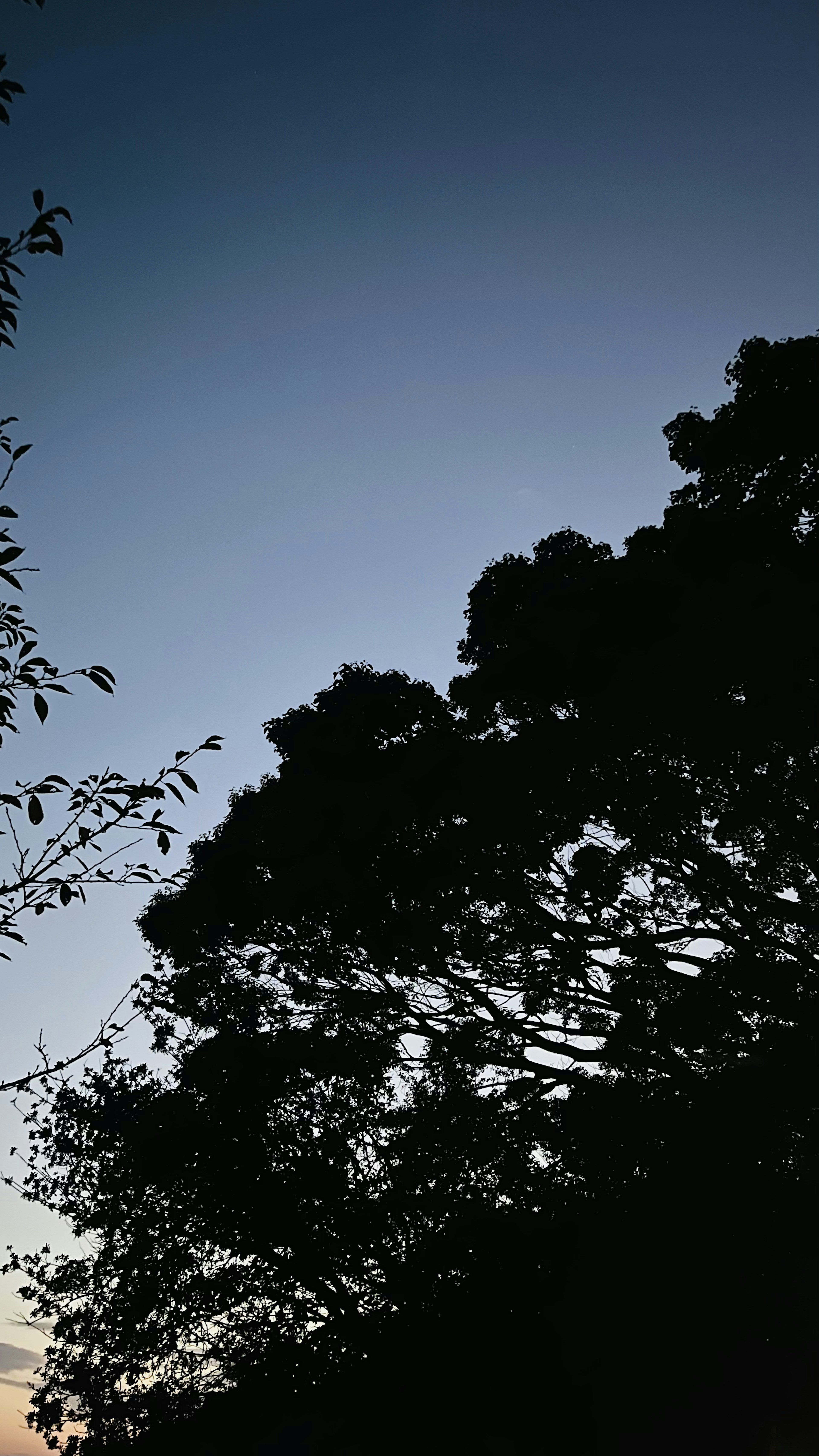 夕暮れ時の青い空とシルエットの木の葉