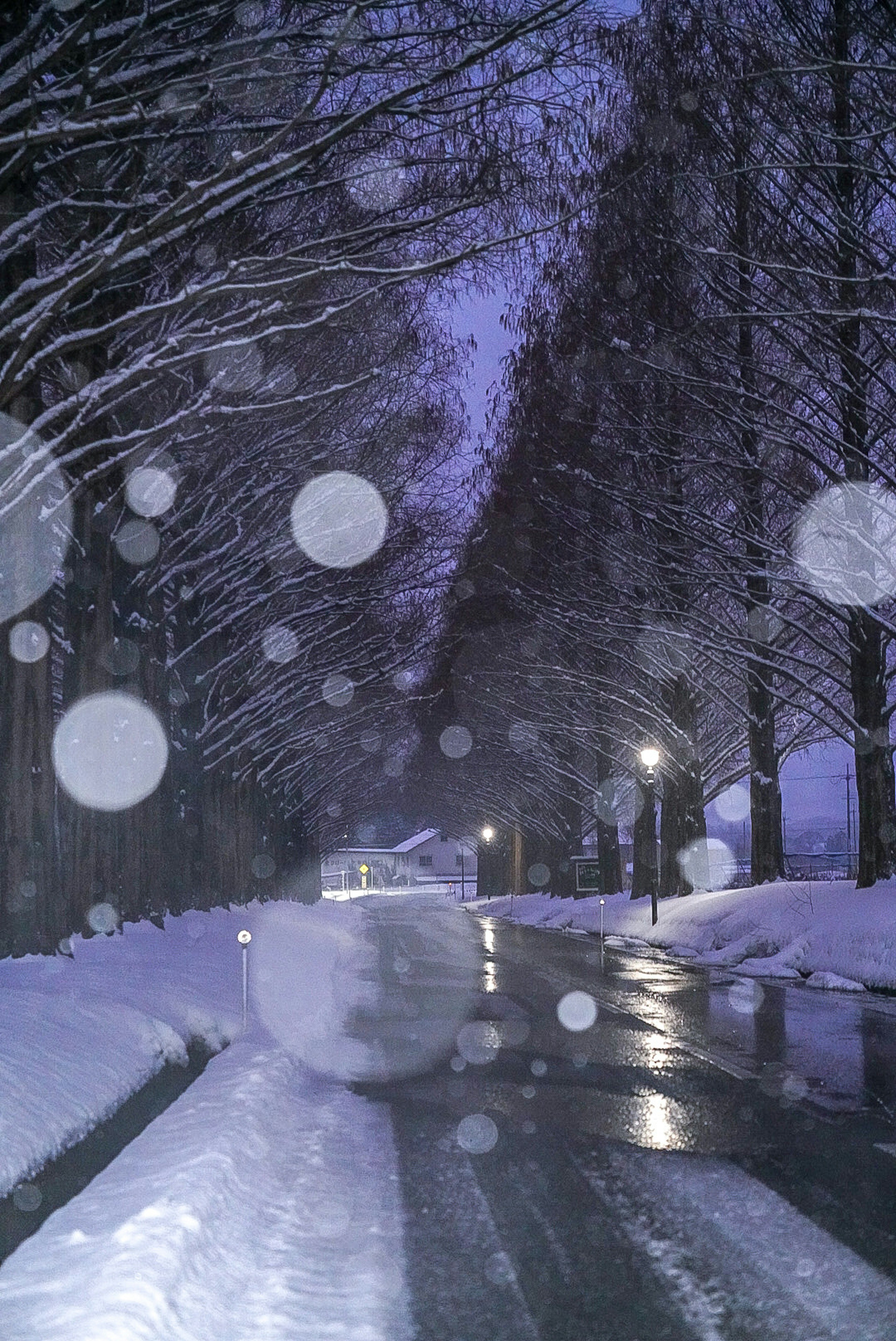 雪に覆われた道と木々が並ぶ幻想的な夜の風景