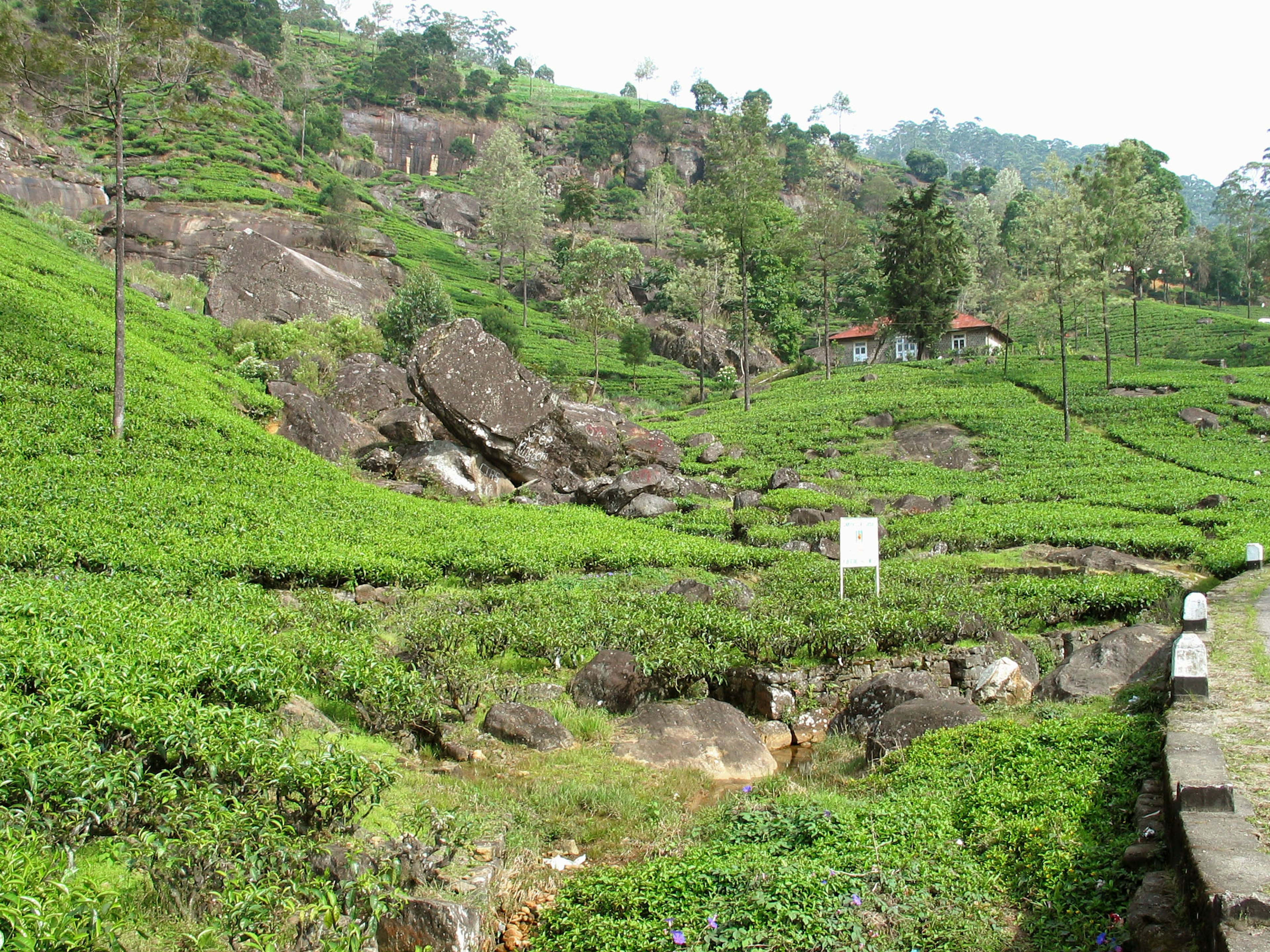 Pemandangan perkebunan teh yang subur dengan bukit berbatu