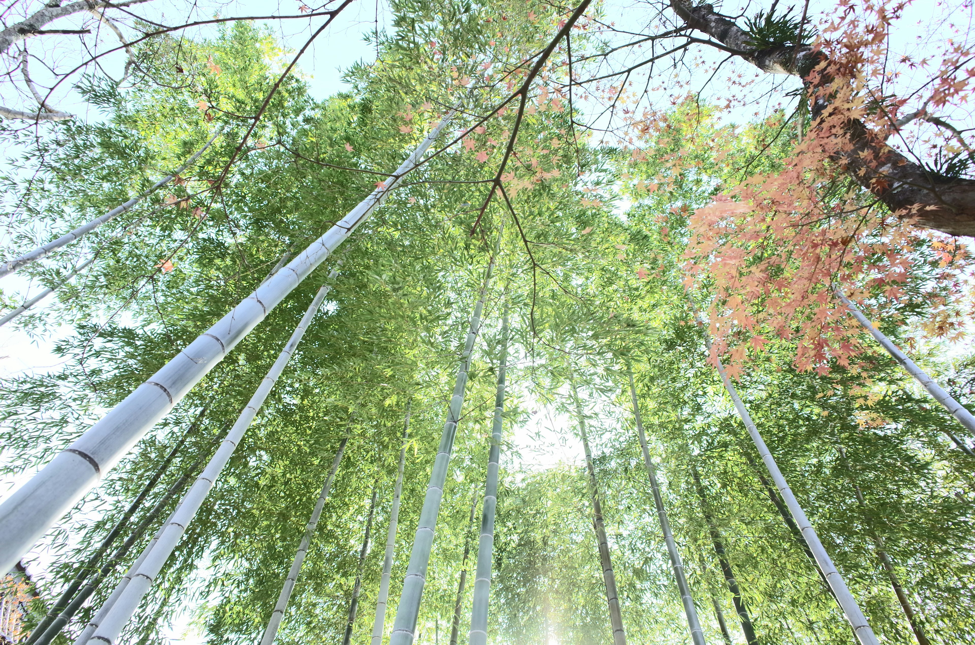 View looking up at a bamboo forest with green bamboo and tall trees