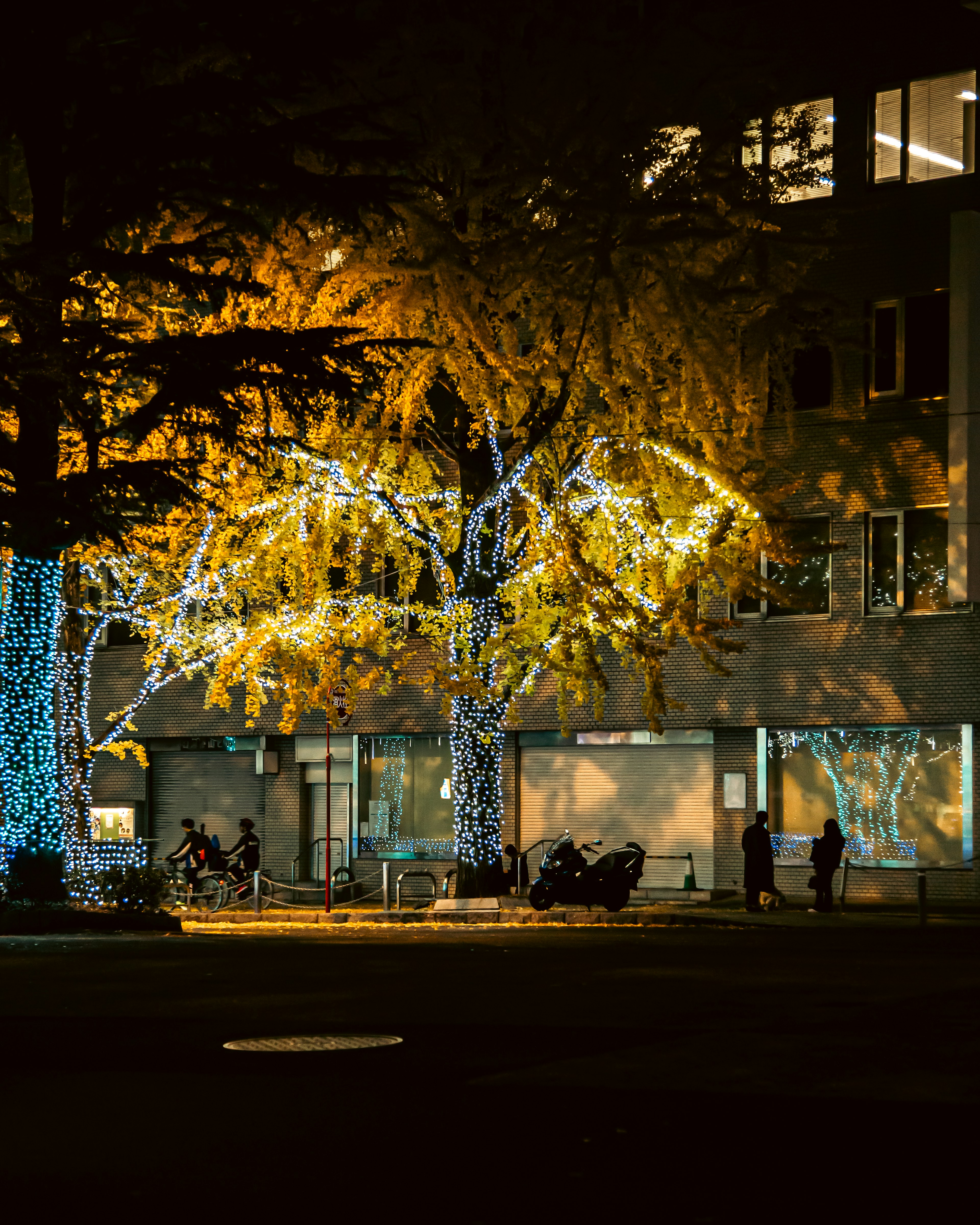 Illuminated trees and buildings in a nighttime urban setting