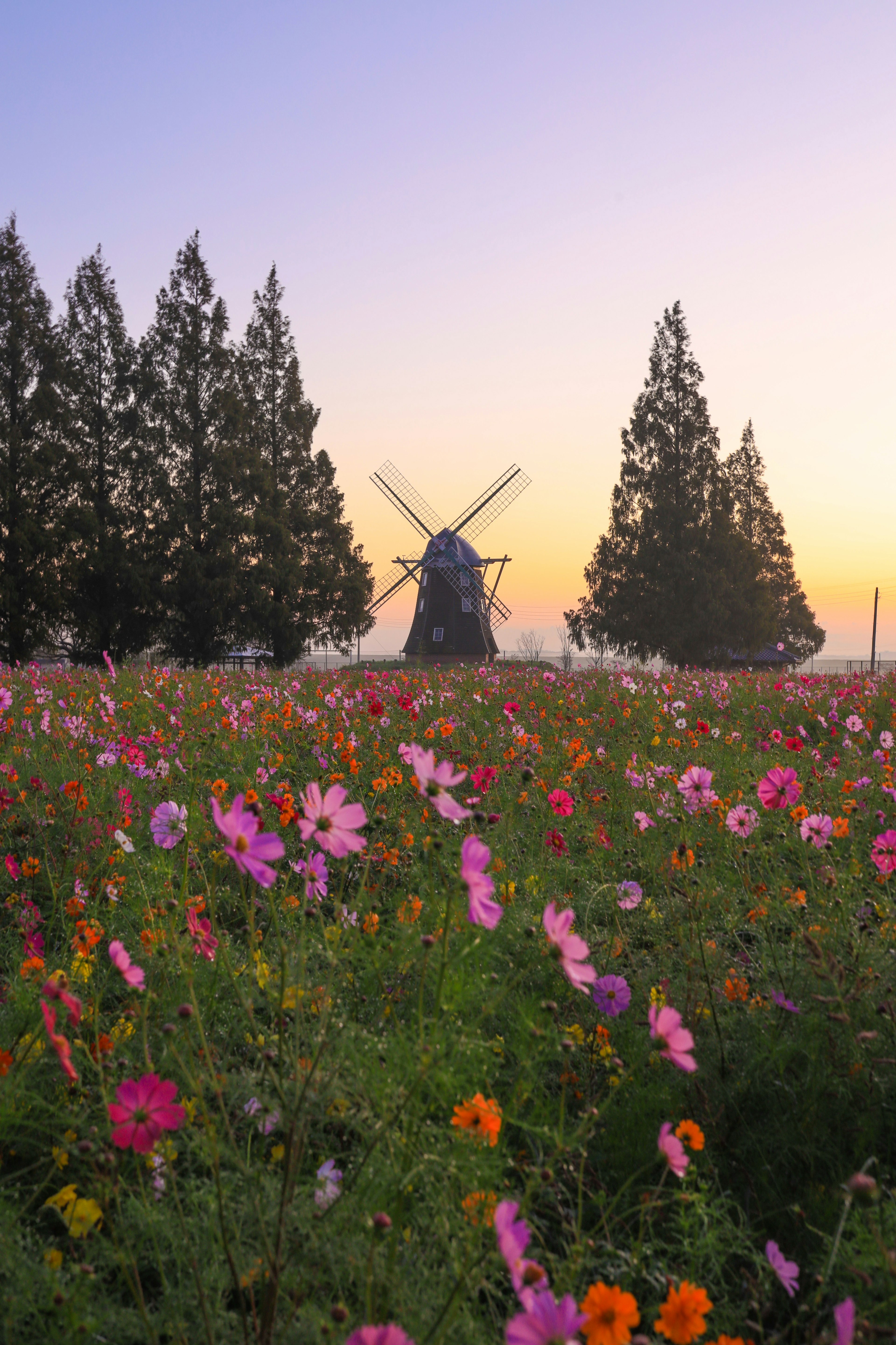 Beautiful landscape with a windmill and flower field pink and orange flowers blooming at sunset