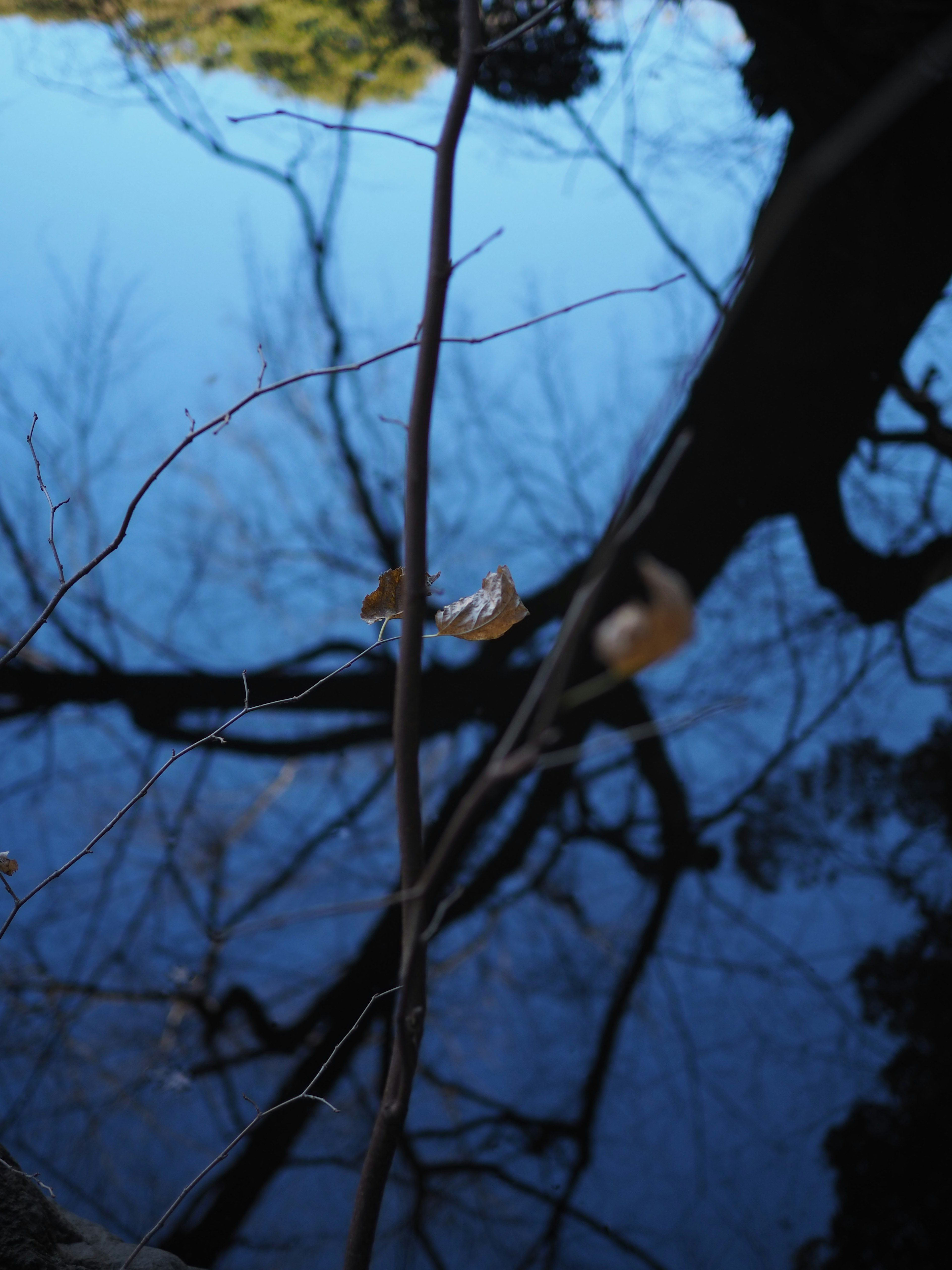 Tree branches and dry leaves reflected on a blue water surface