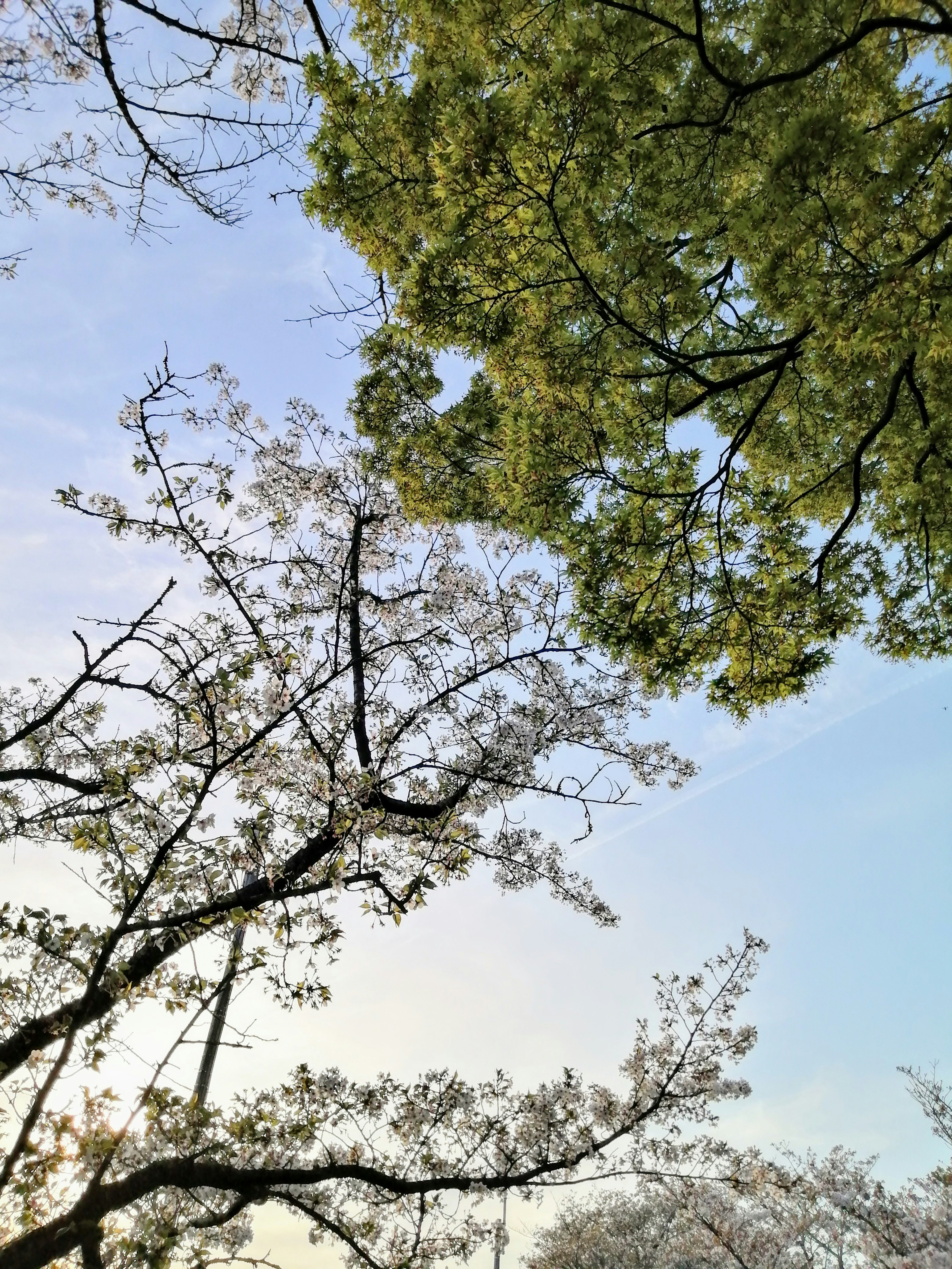 Contraste de flores de cerezo y hojas verdes bajo un cielo azul