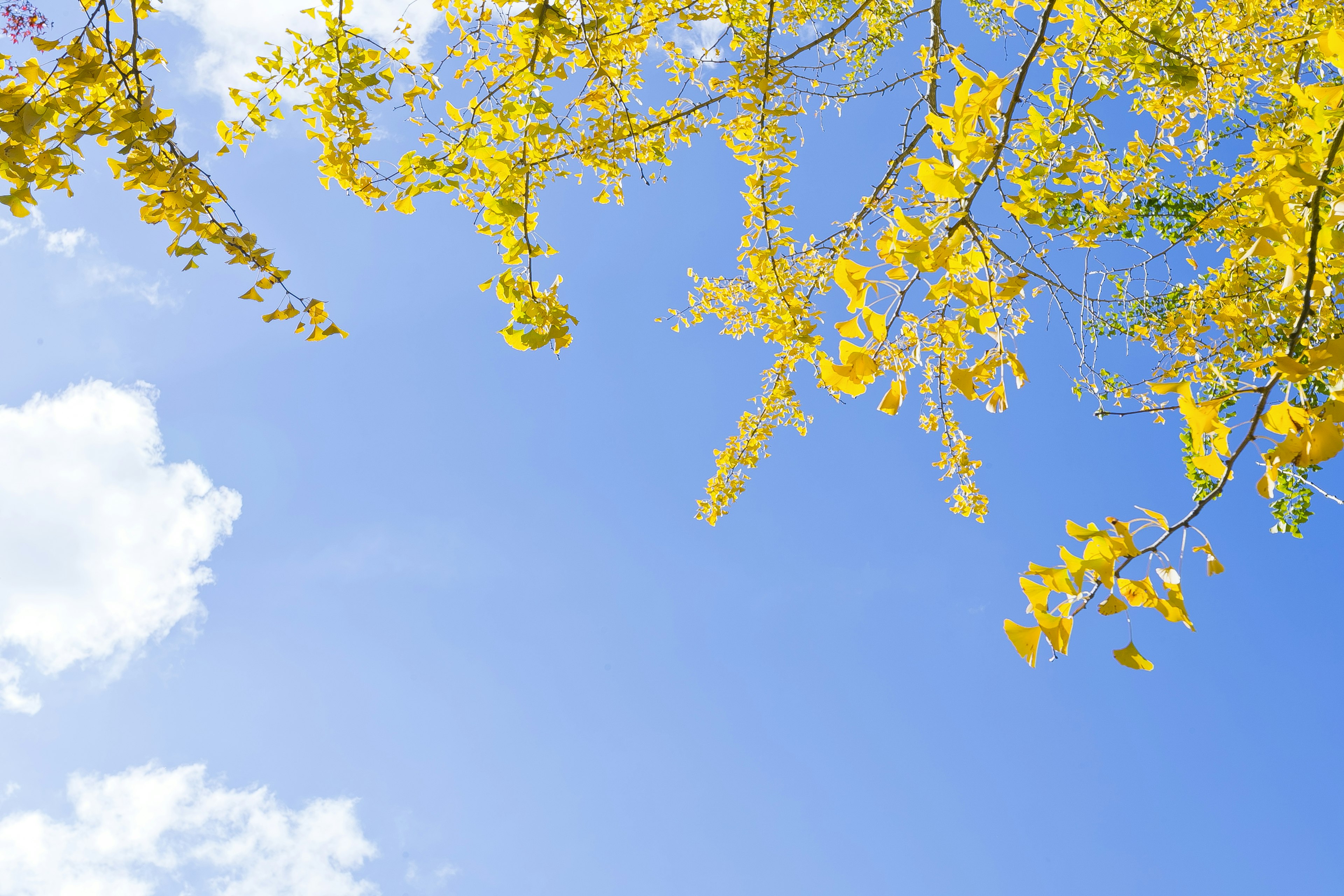 Branches of a yellow flowering tree against a blue sky