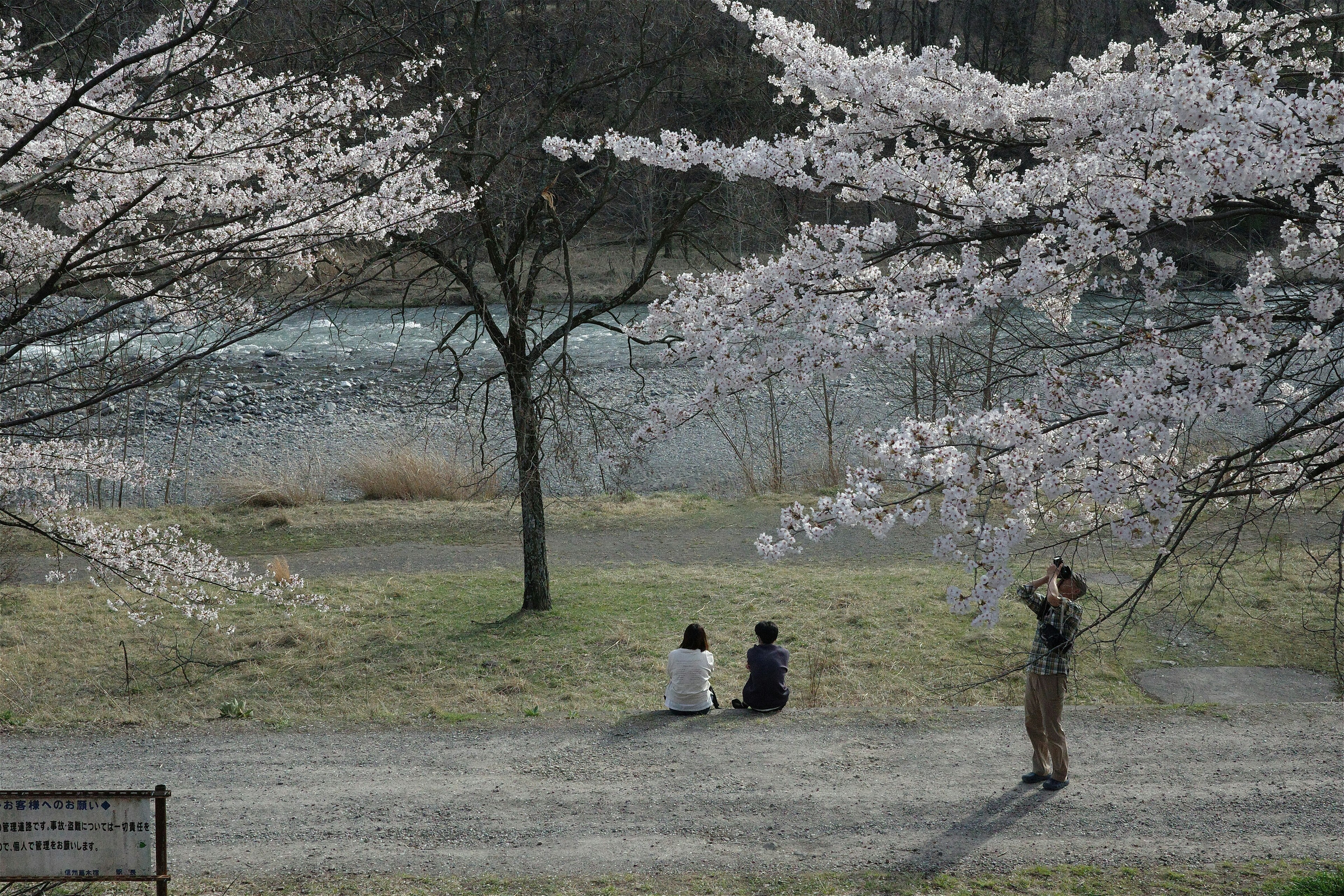 Scène d'enfants jouant sous des cerisiers en fleurs avec un adulte prenant des photos