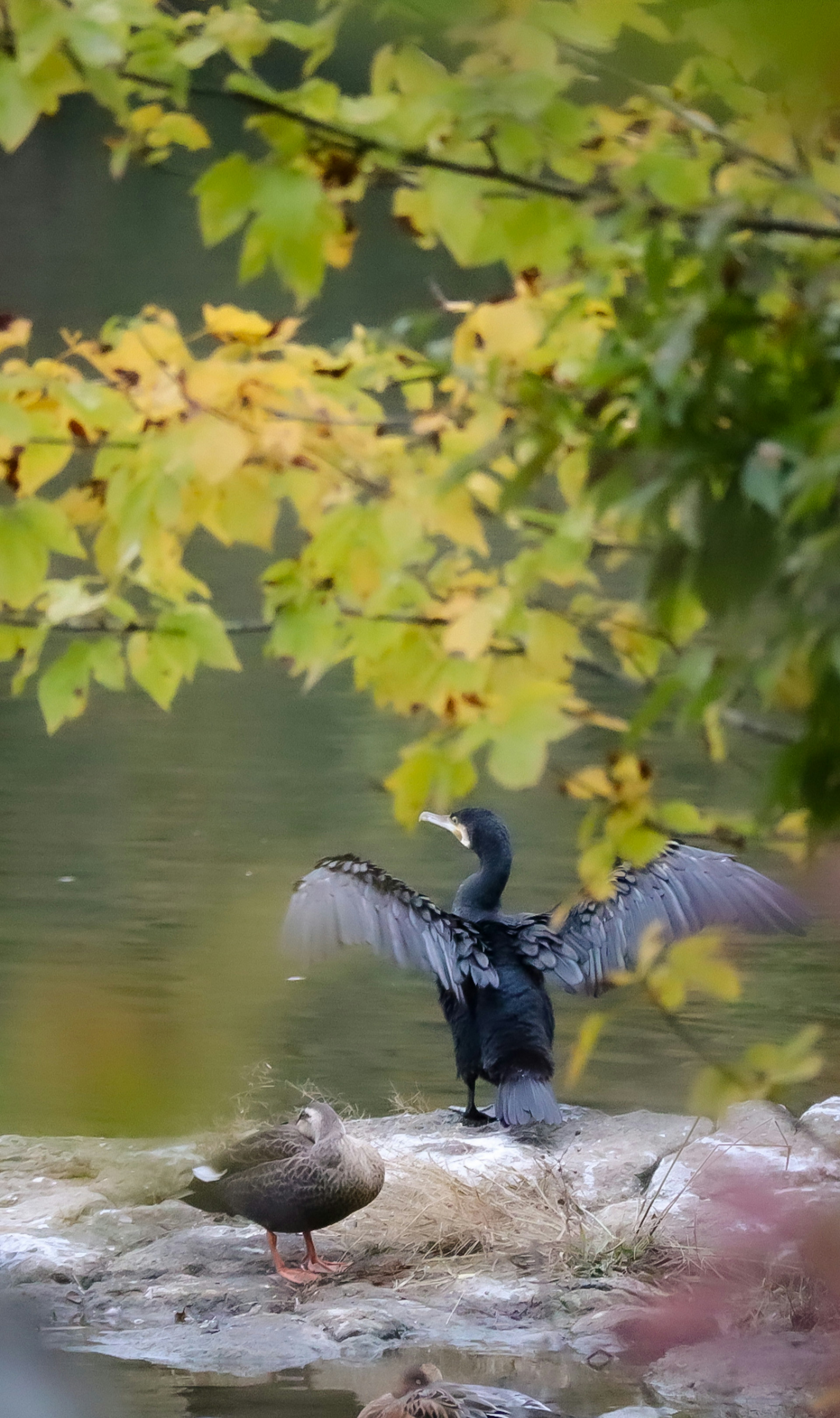 湖の近くで羽を広げるカワウとその隣にいるカモ