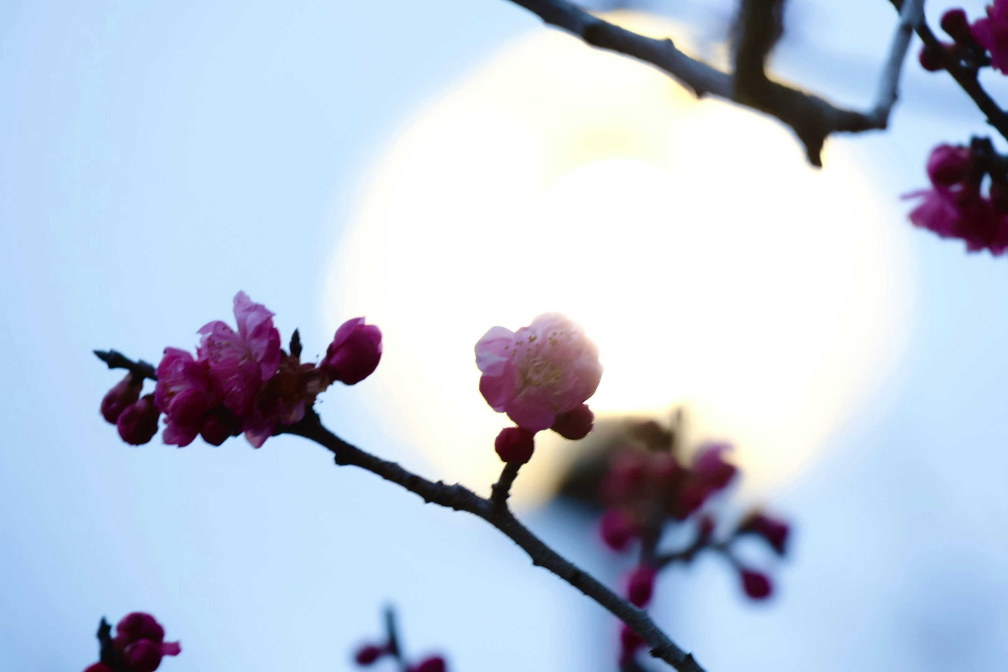 薄明かりの中で咲く桜の花とぼんやりした光