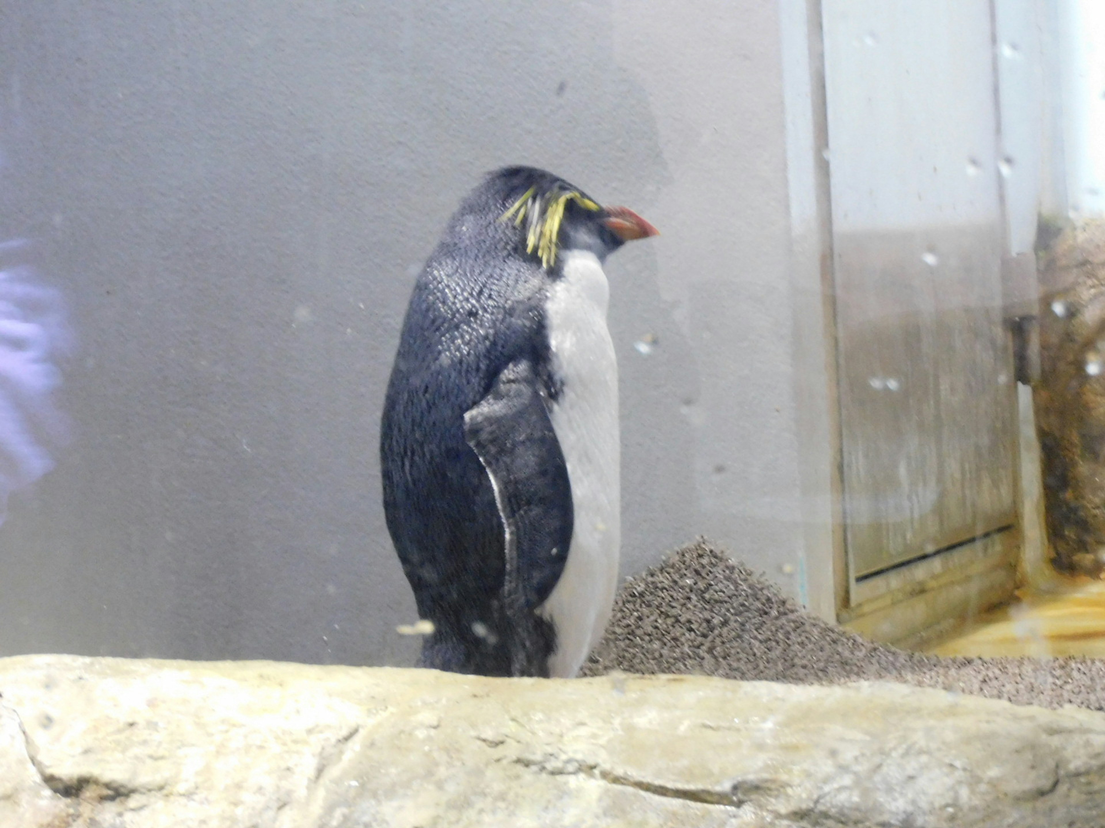 A penguin standing on a rock in an aquarium