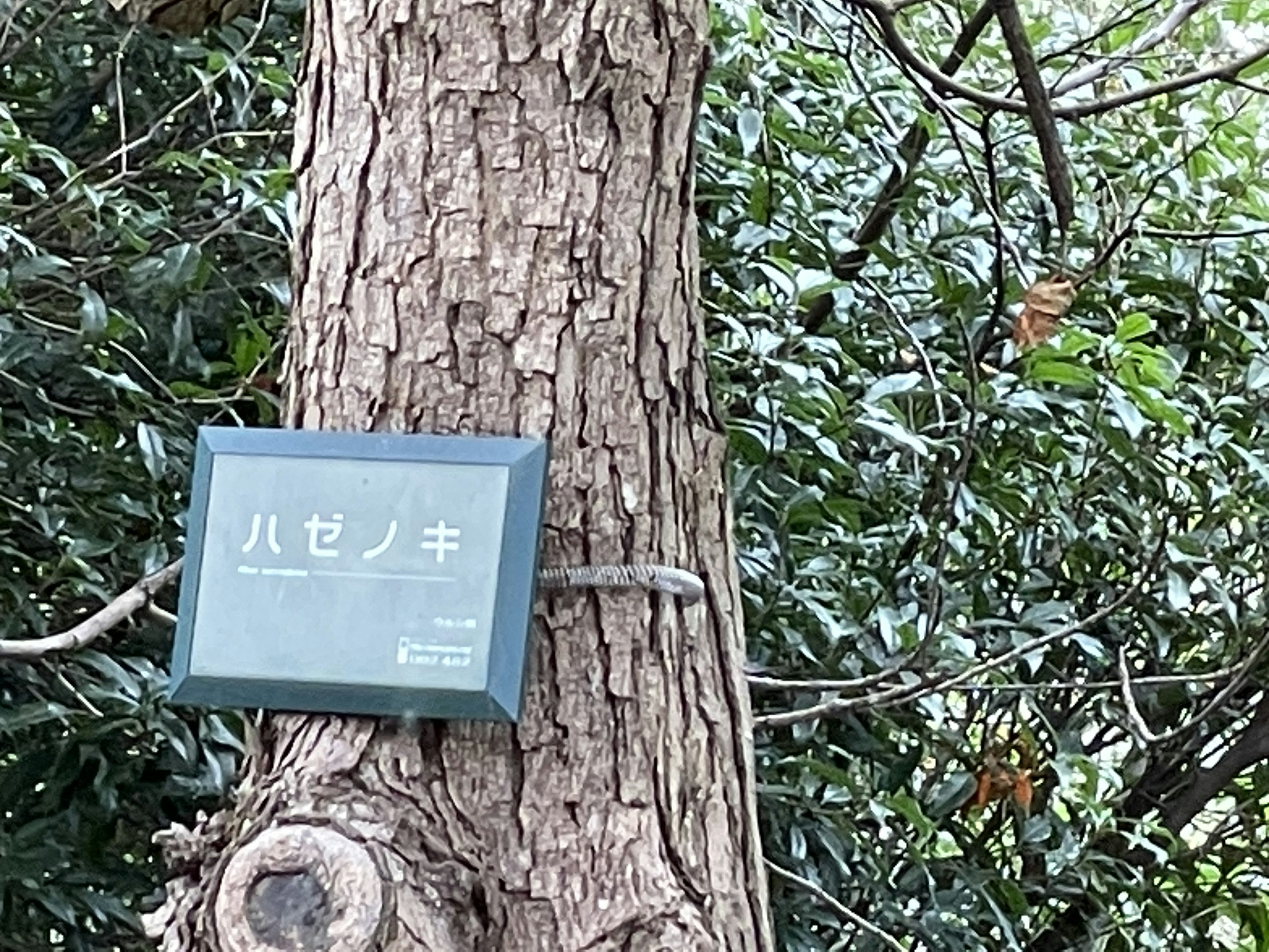 Information plaque on a tree identifying it as a Haze tree