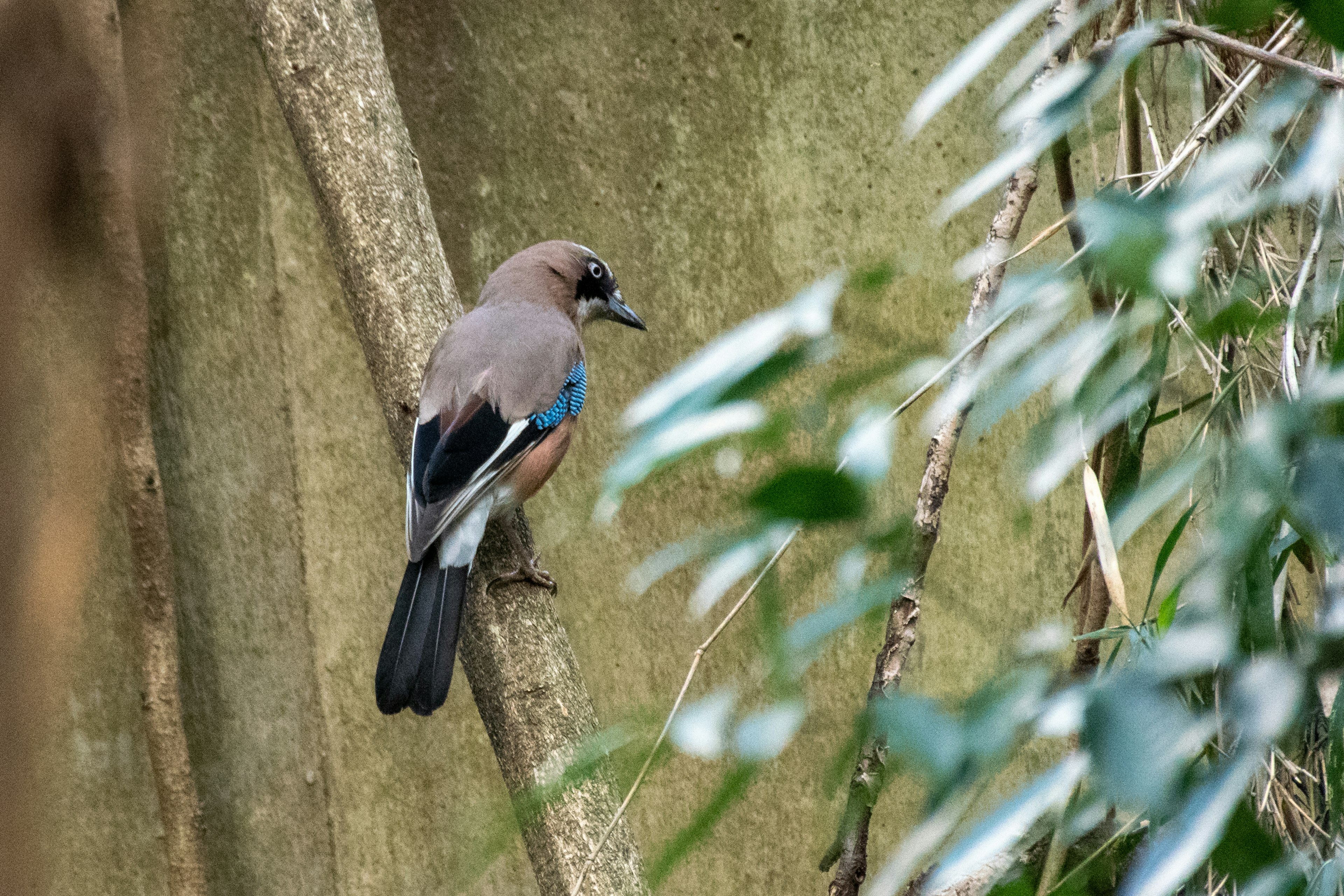 Bird perched on a branch with blue feathers