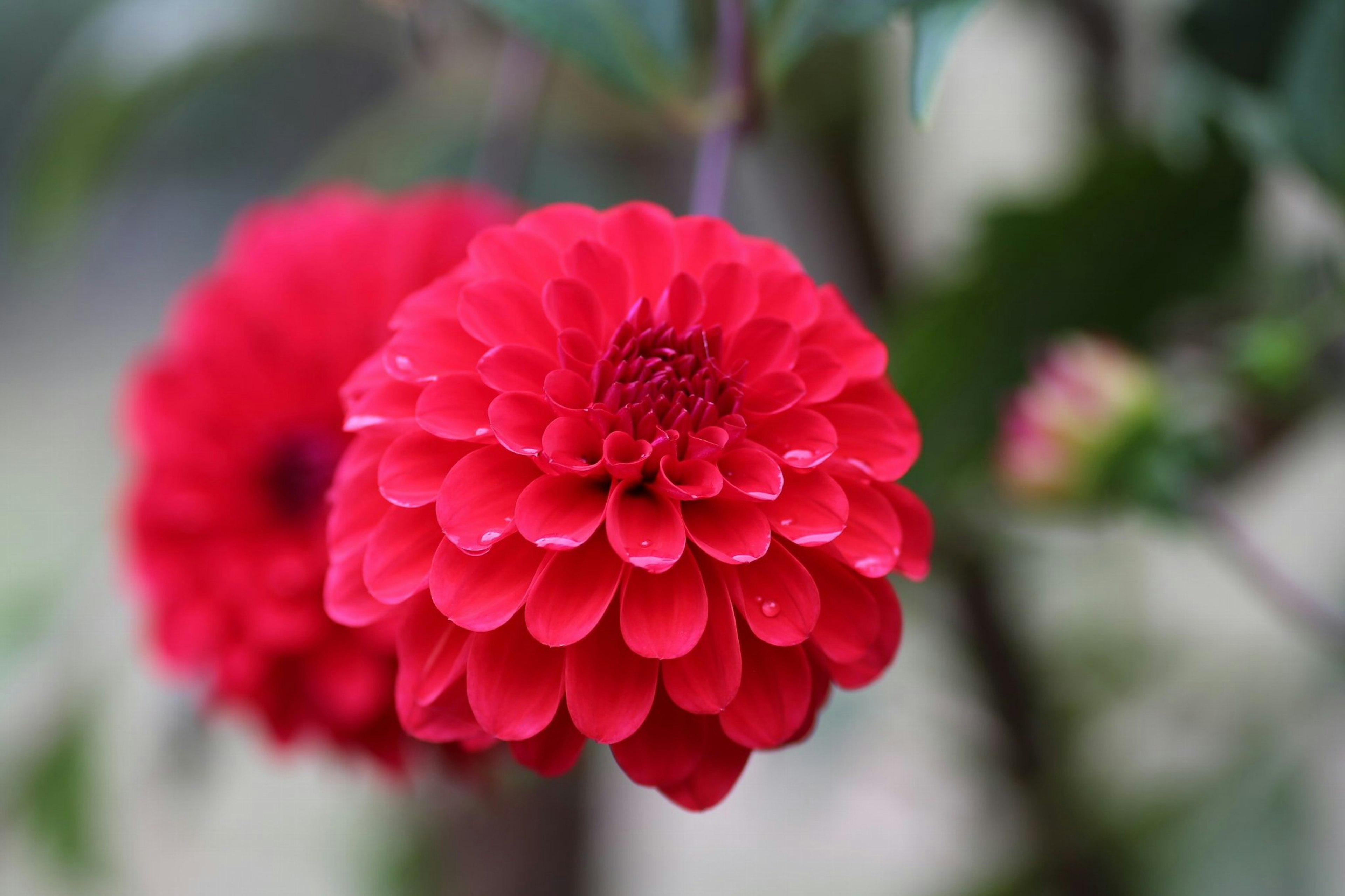 Red dahlia flowers in full bloom