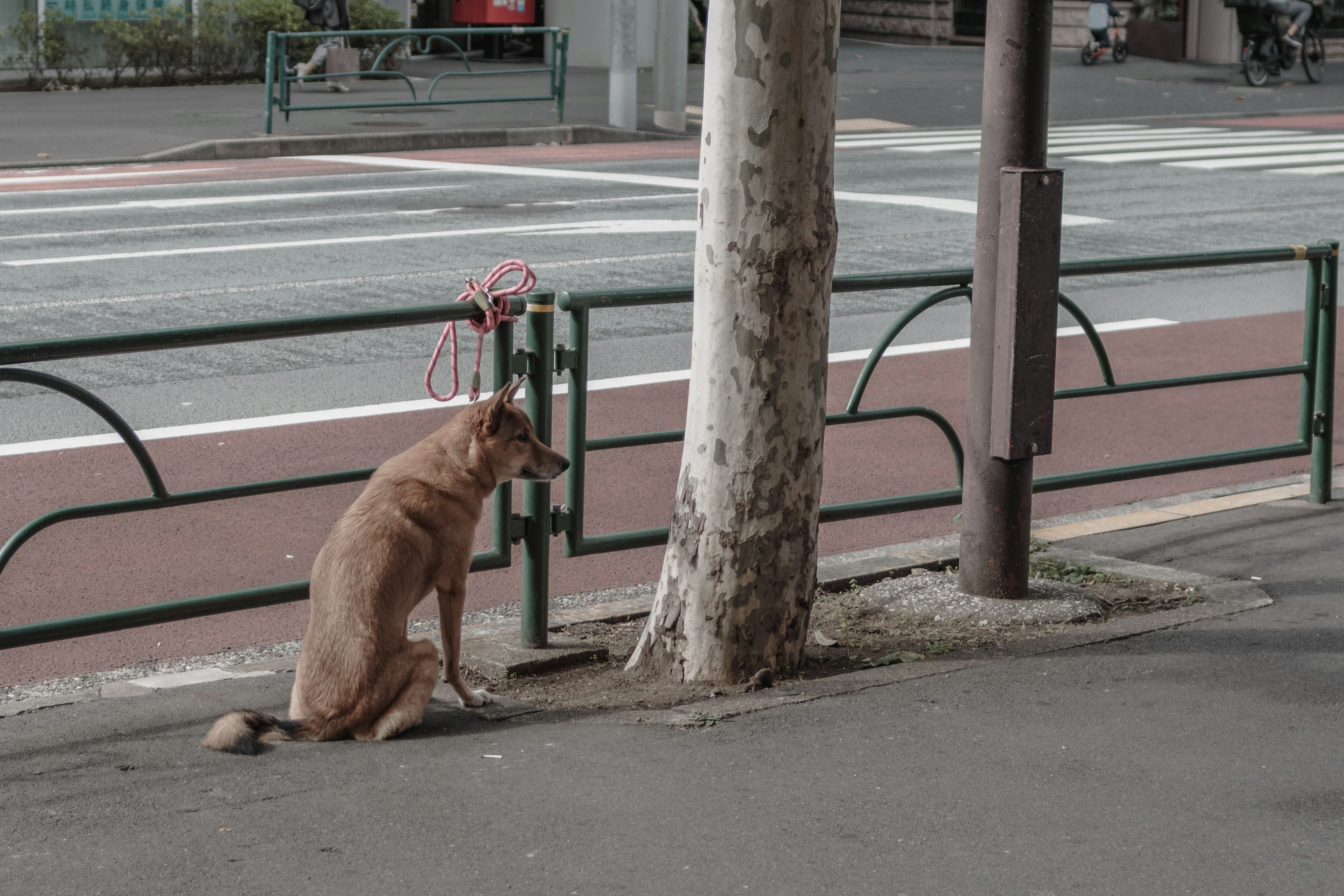 Un chien assis à côté d'un arbre dans un cadre urbain