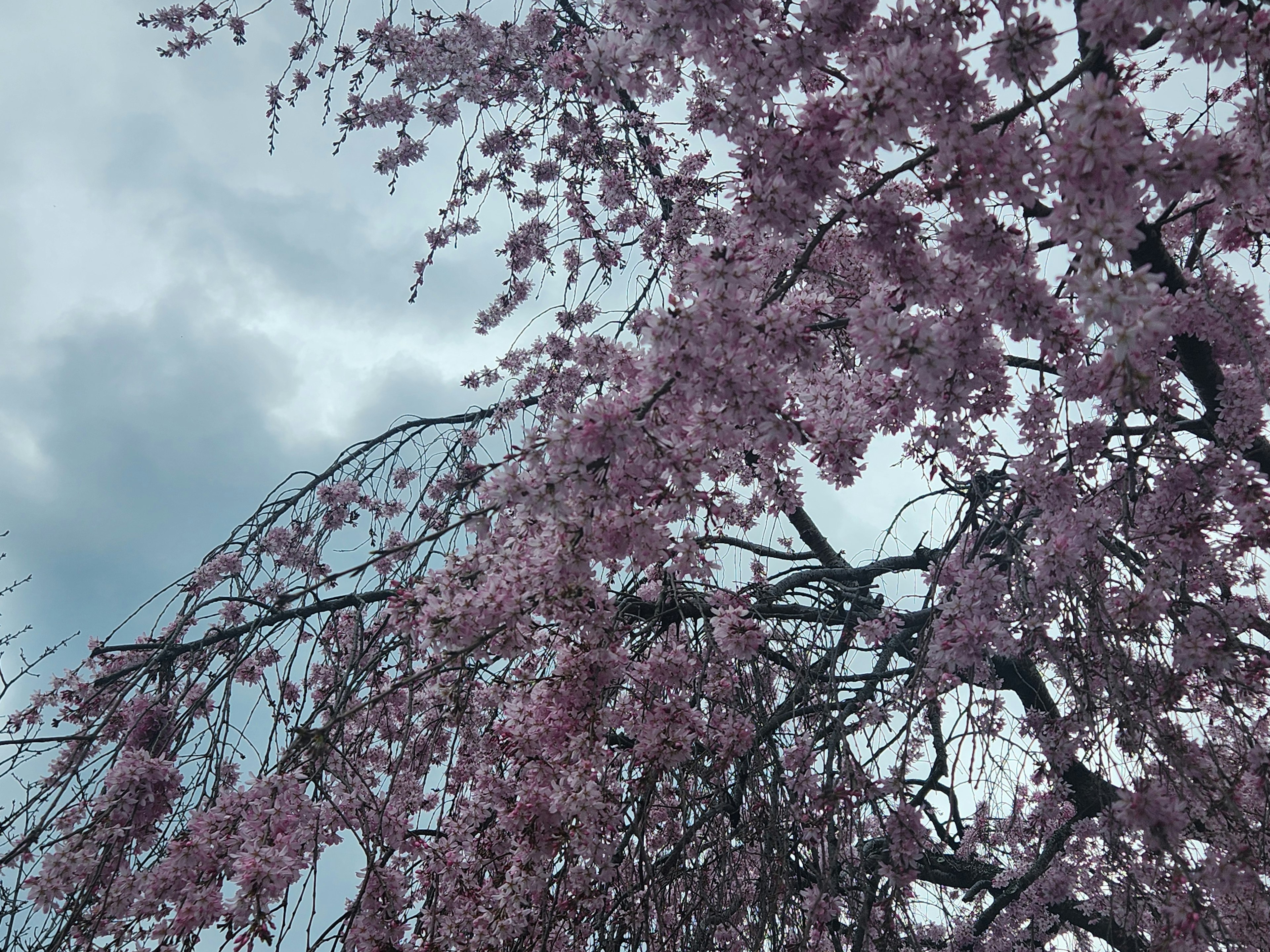 Branches of pink flowers against a cloudy sky