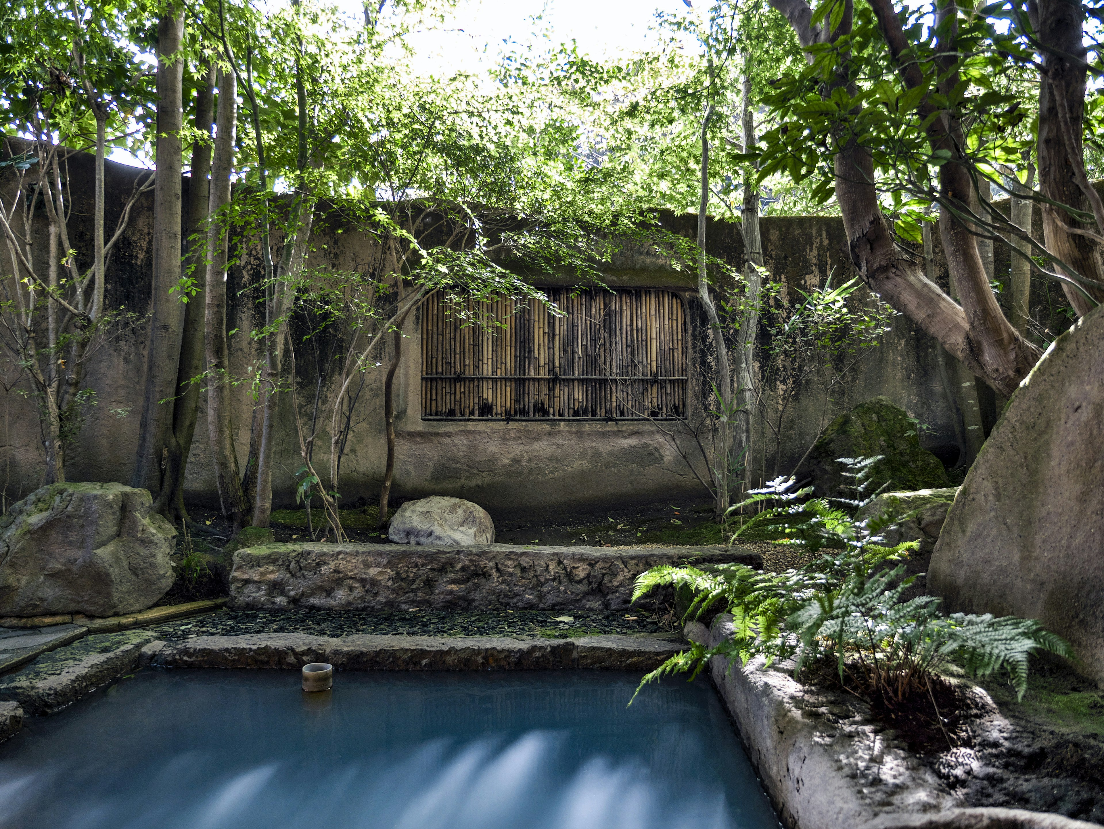 静かな庭にある小さな池と緑豊かな植物の風景