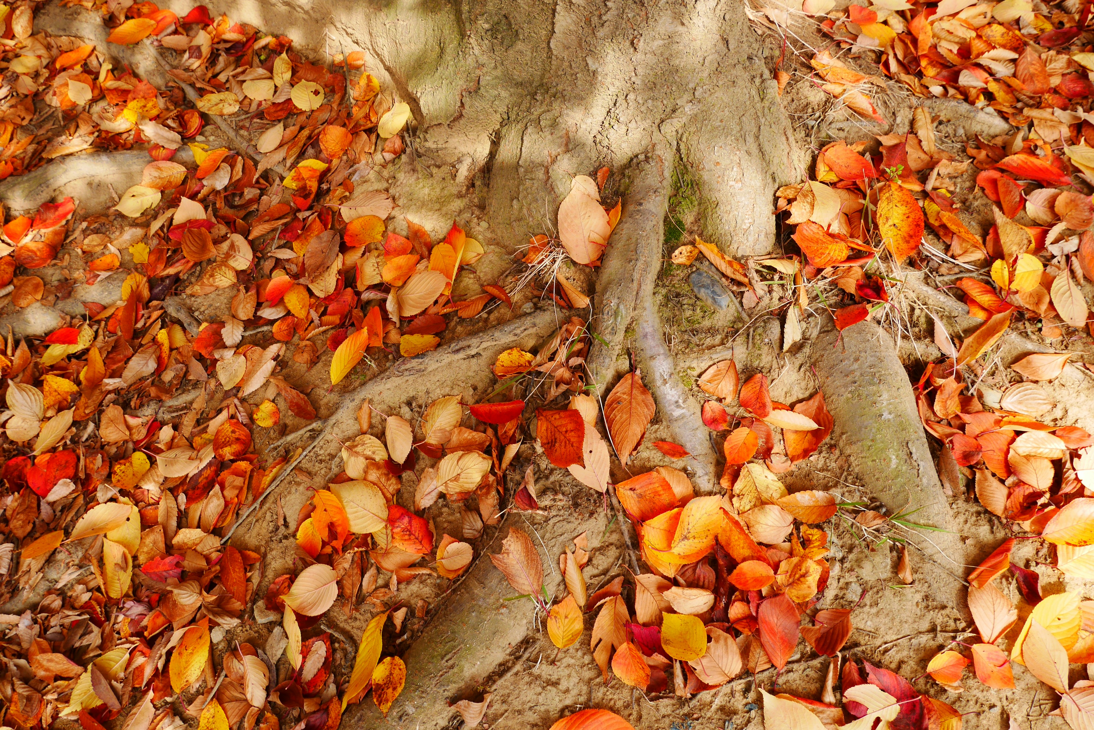 Colorful autumn leaves scattered around a tree trunk