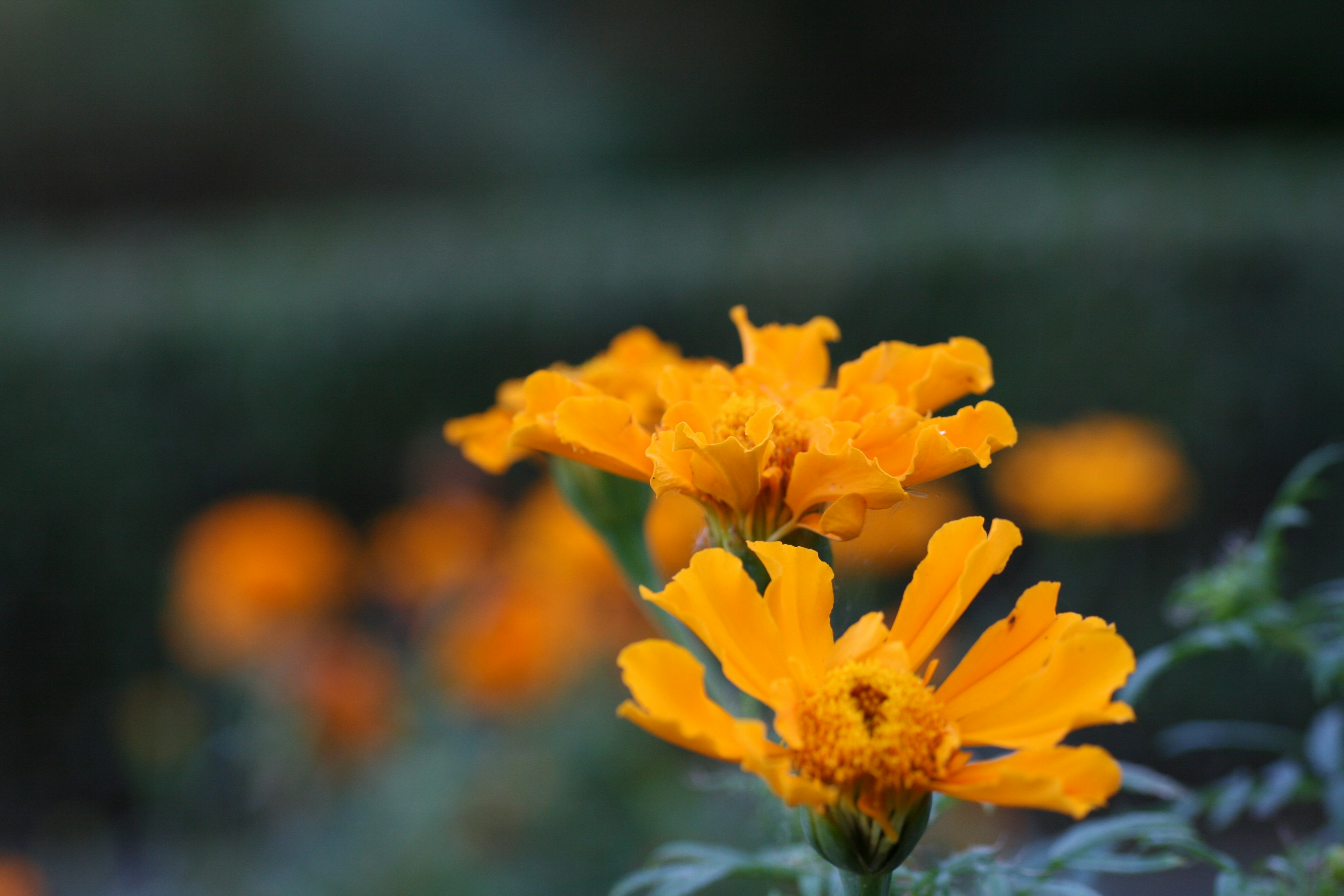 Flores de caléndula naranjas vibrantes floreciendo en un jardín