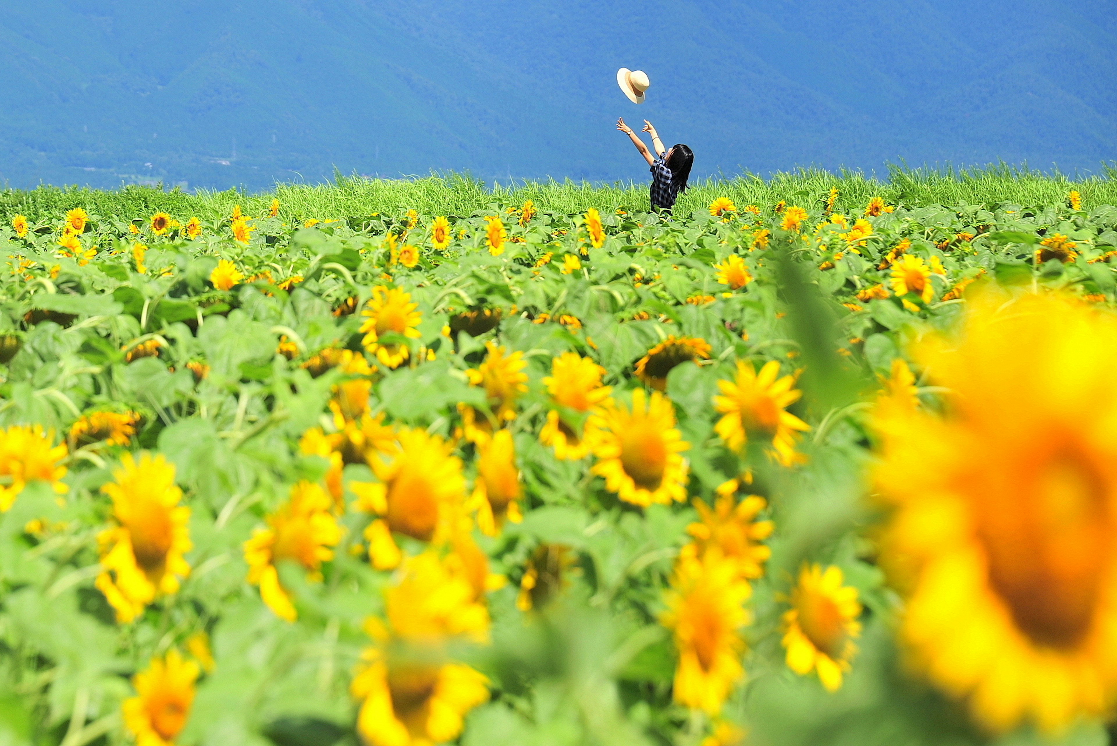 Person, die in einem Sonnenblumenfeld mit blauem Himmel spielt