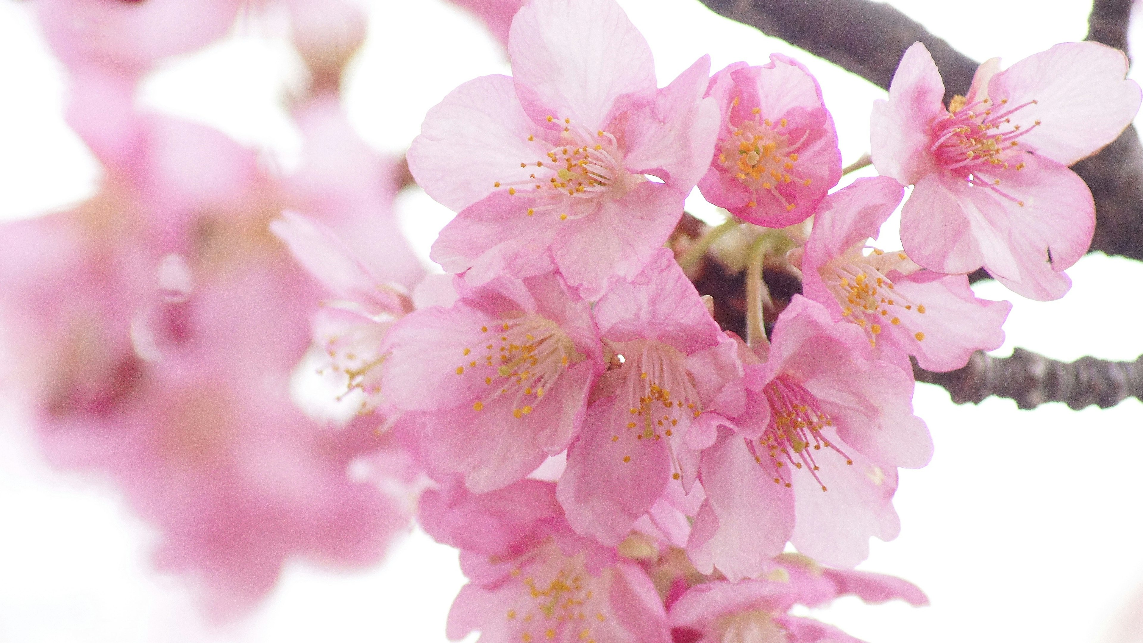 Acercamiento a flores de cerezo con pétalos rosas y estambres amarillos