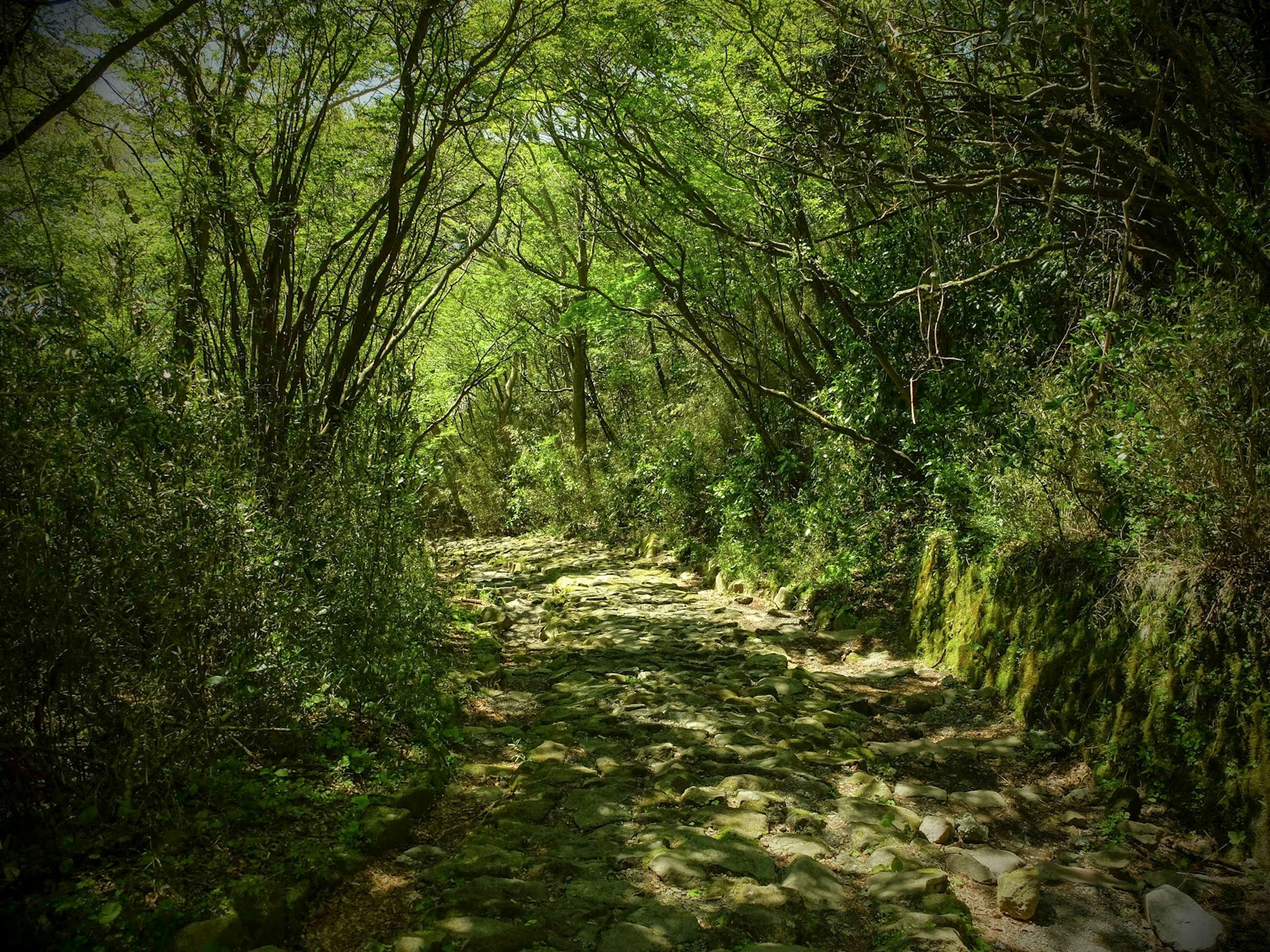 Serene pathway surrounded by lush green trees