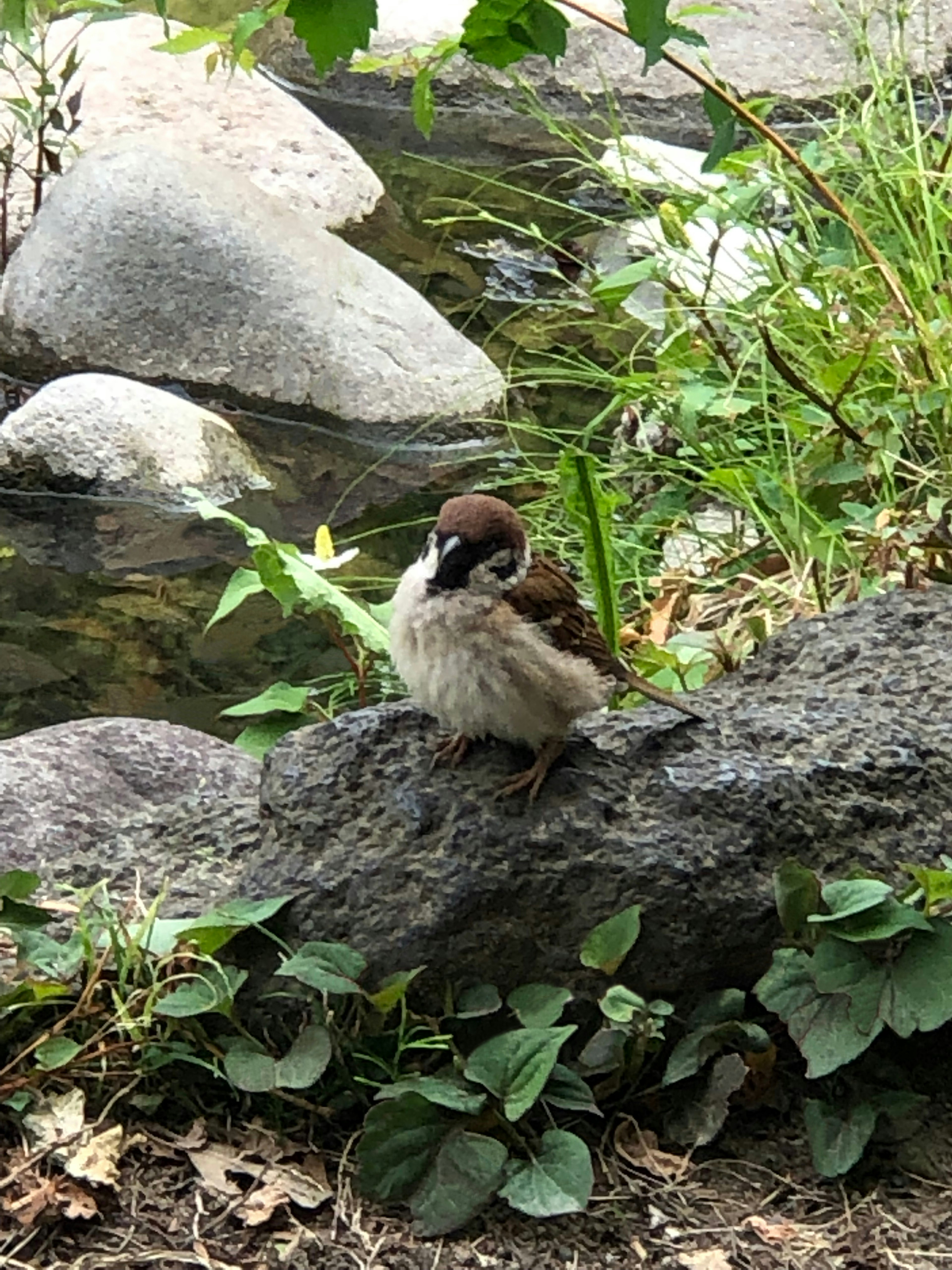 A sparrow sitting on a rock near a stream surrounded by greenery