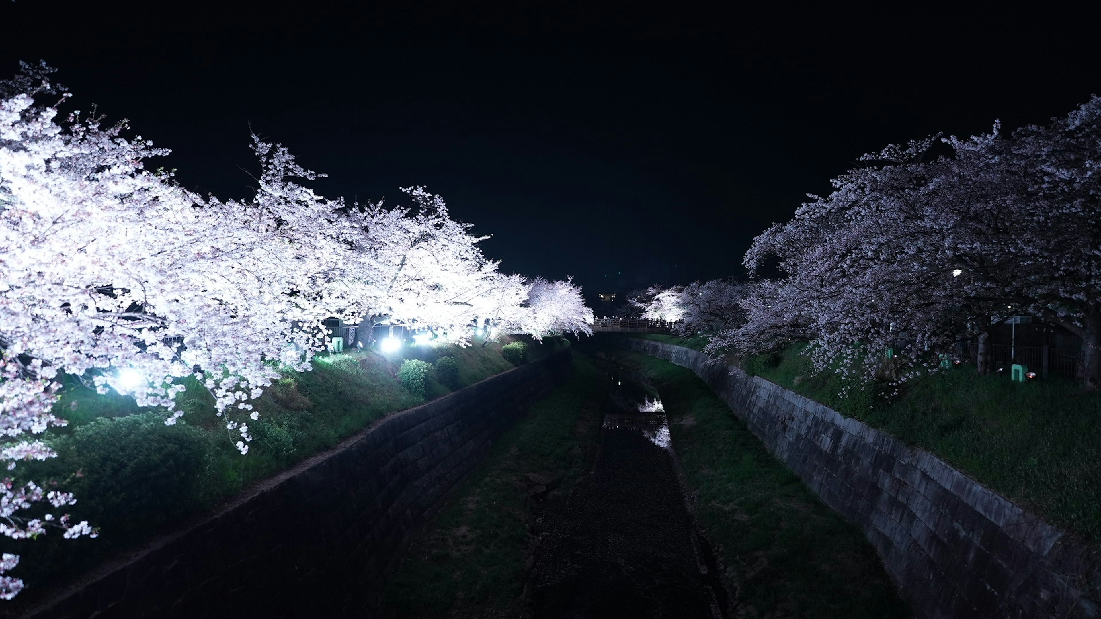 Hermosos cerezos iluminados por la noche