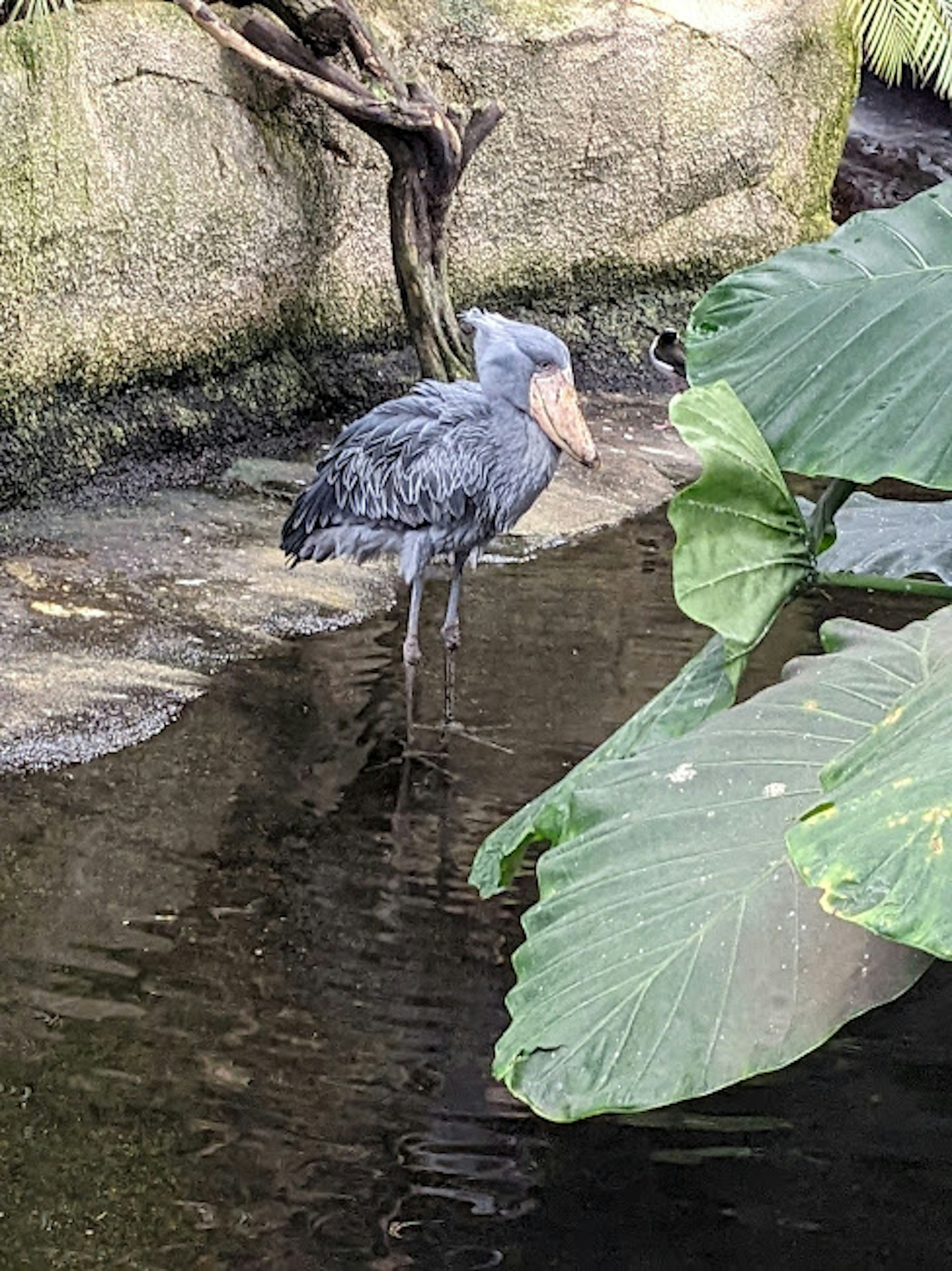 Seekor burung heron biru berdiri di tepi air dengan daun besar di dekatnya