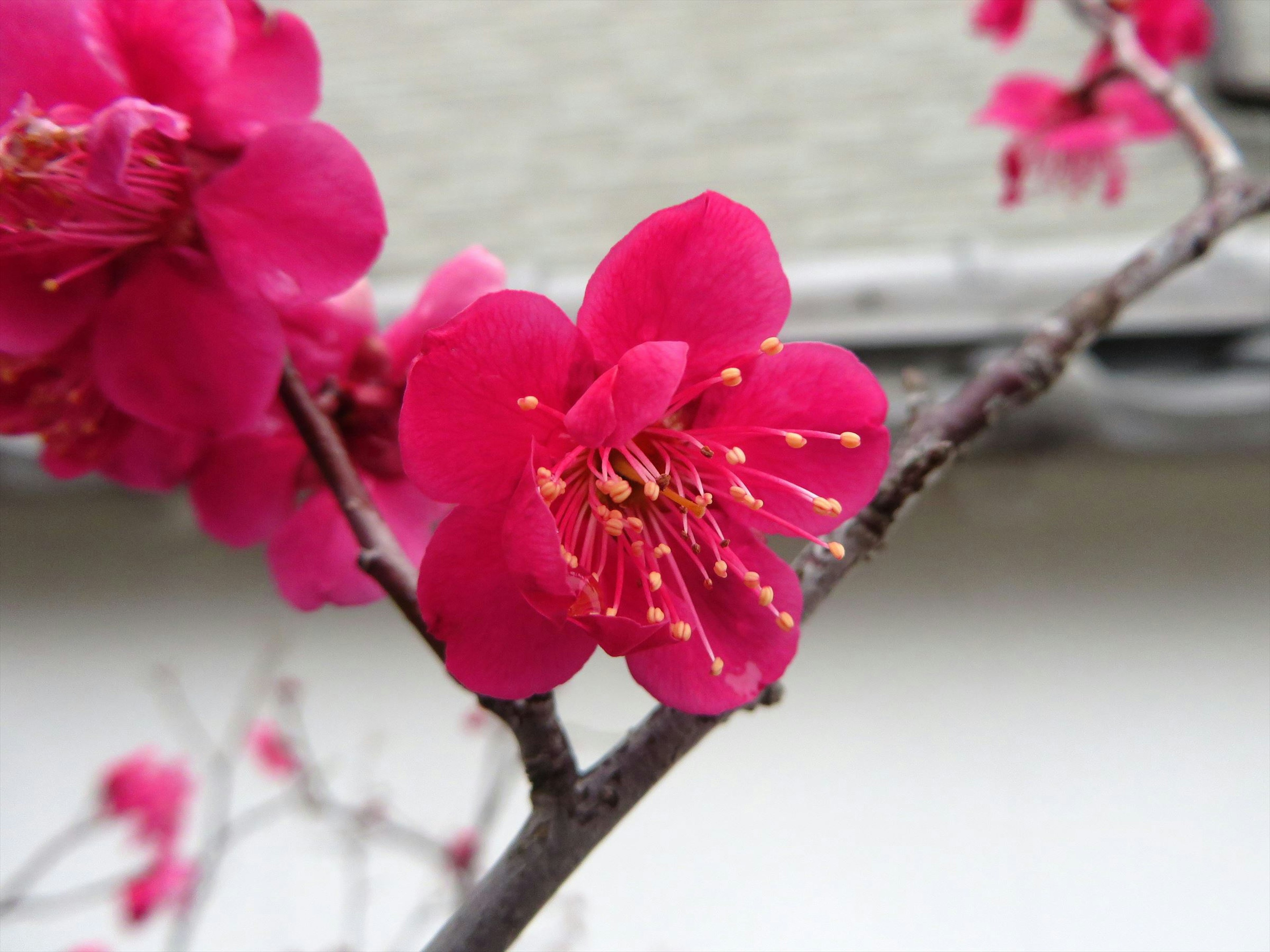 鮮やかなピンク色の花が咲いている枝のクローズアップ