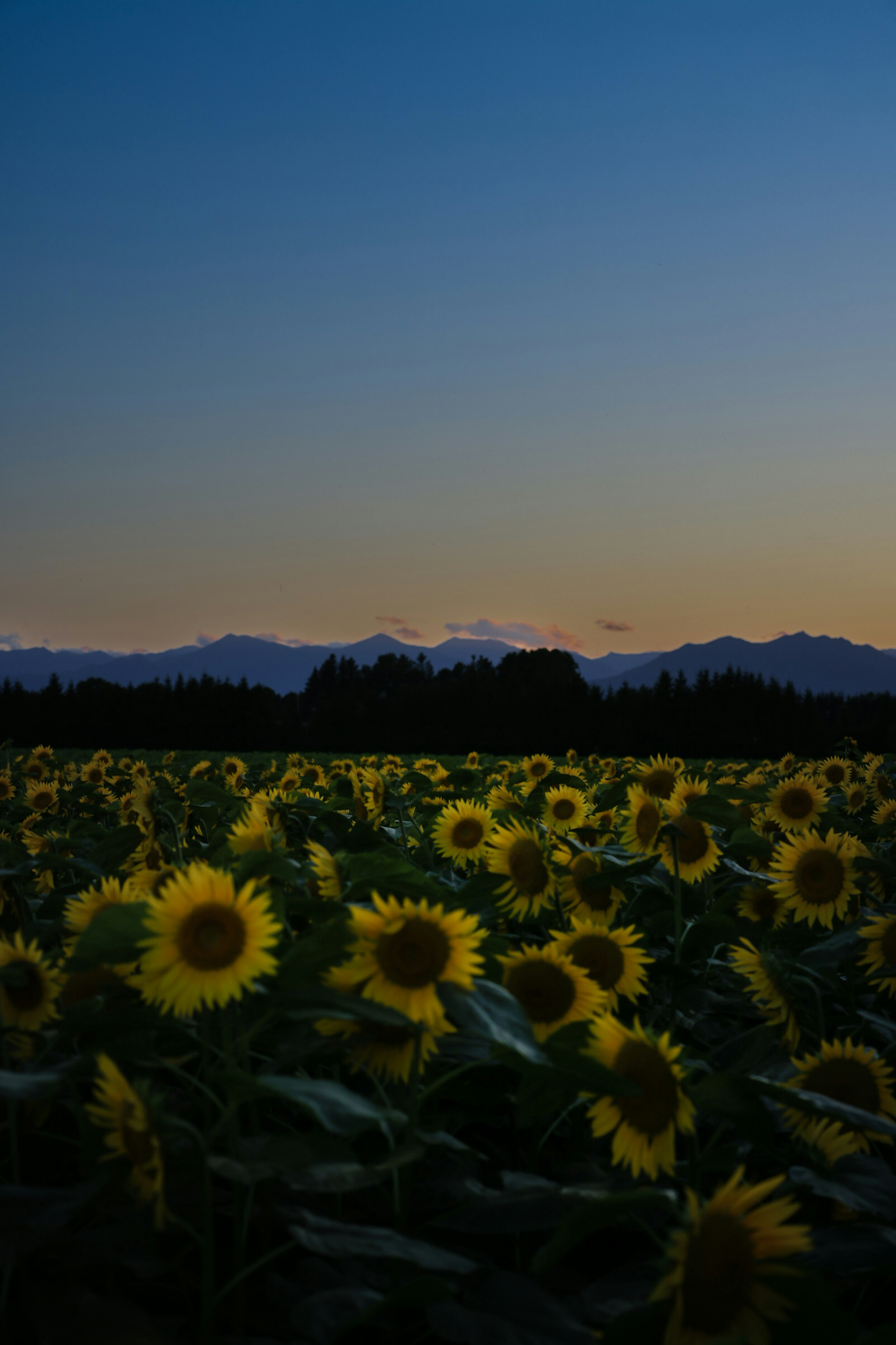 夕暮れの空の下に広がるひまわり畑と山々