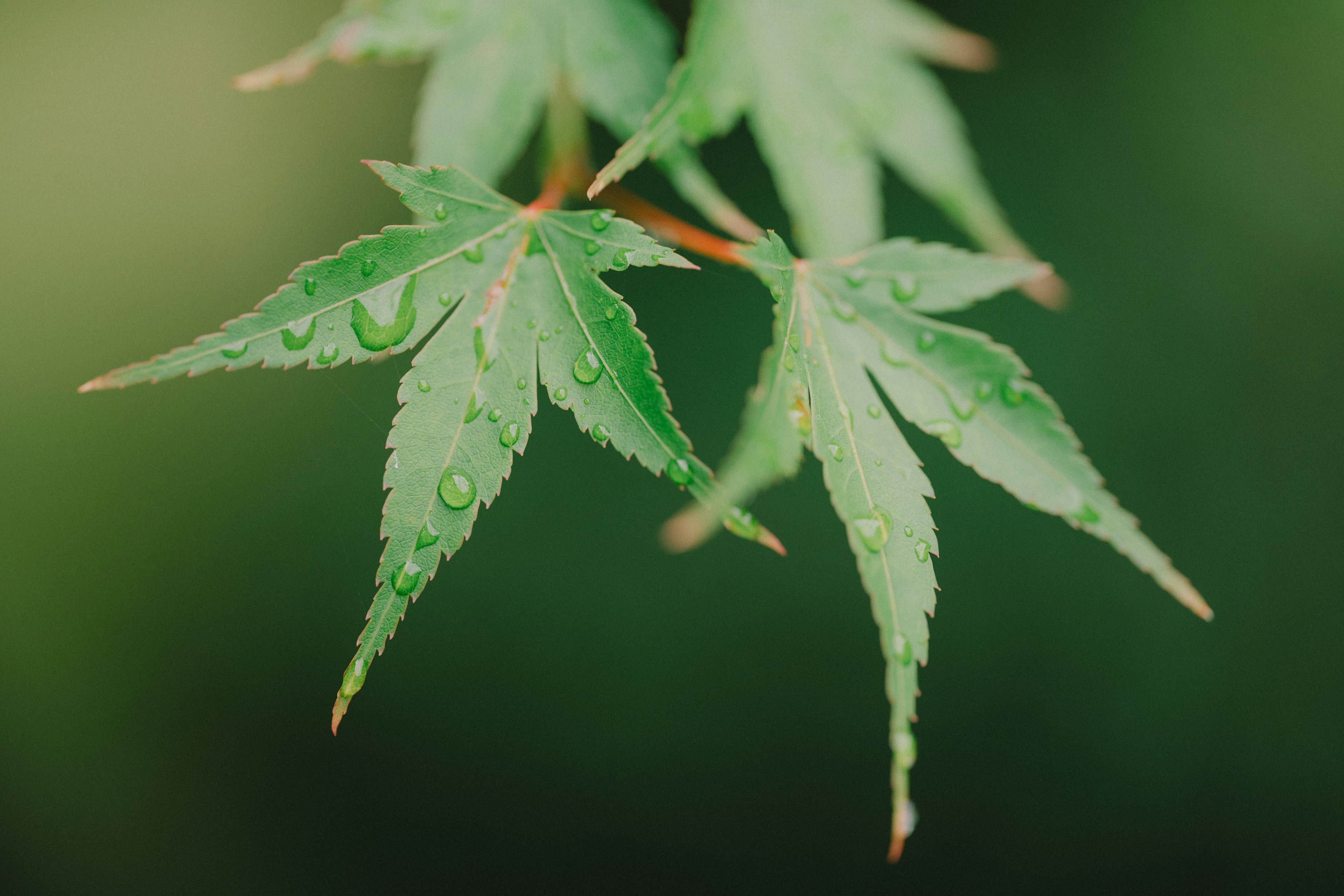 Foglie di acero con gocce d'acqua su uno sfondo verde