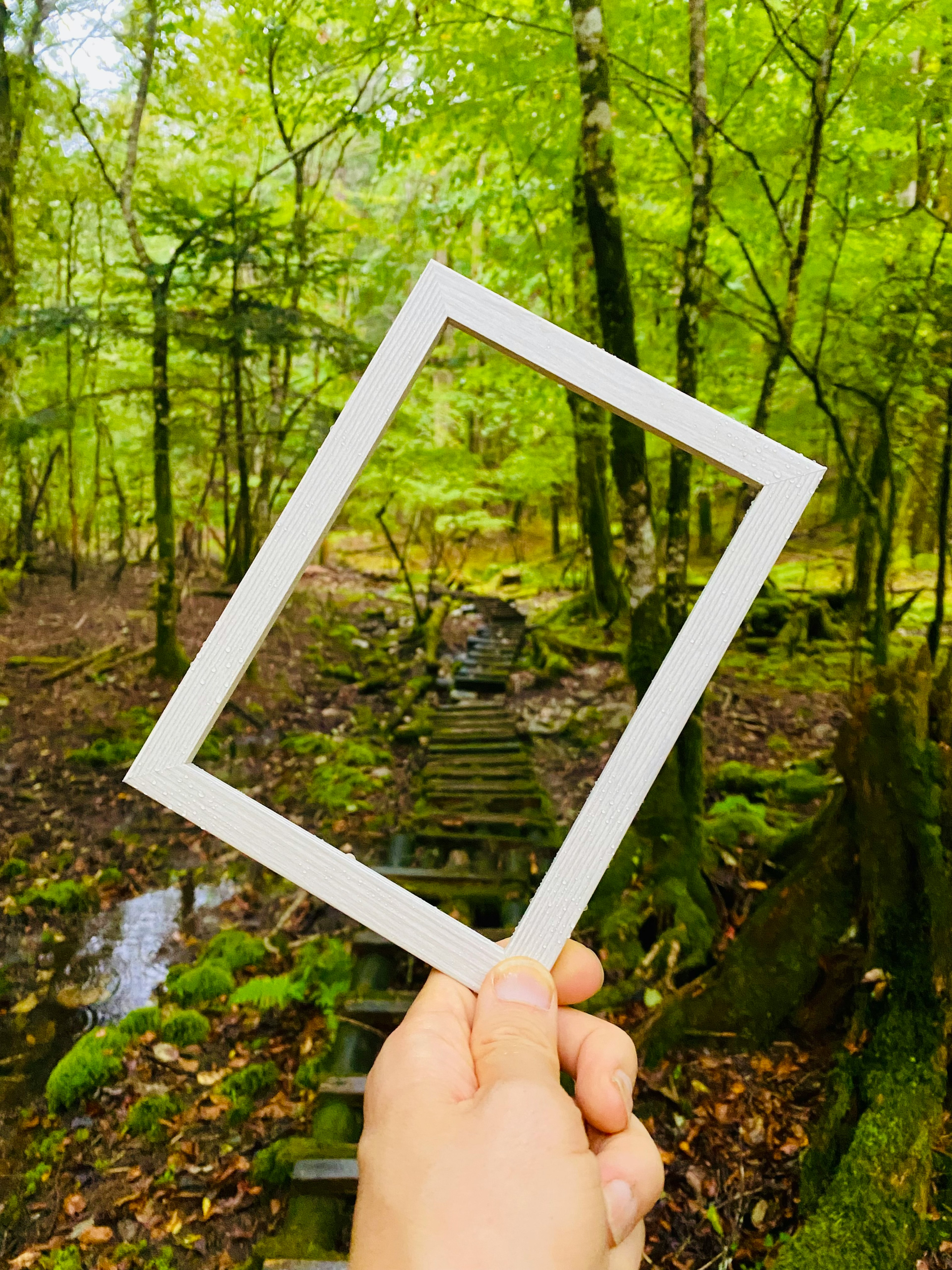 A hand holding a white frame with a wooden path and lush green forest in the background