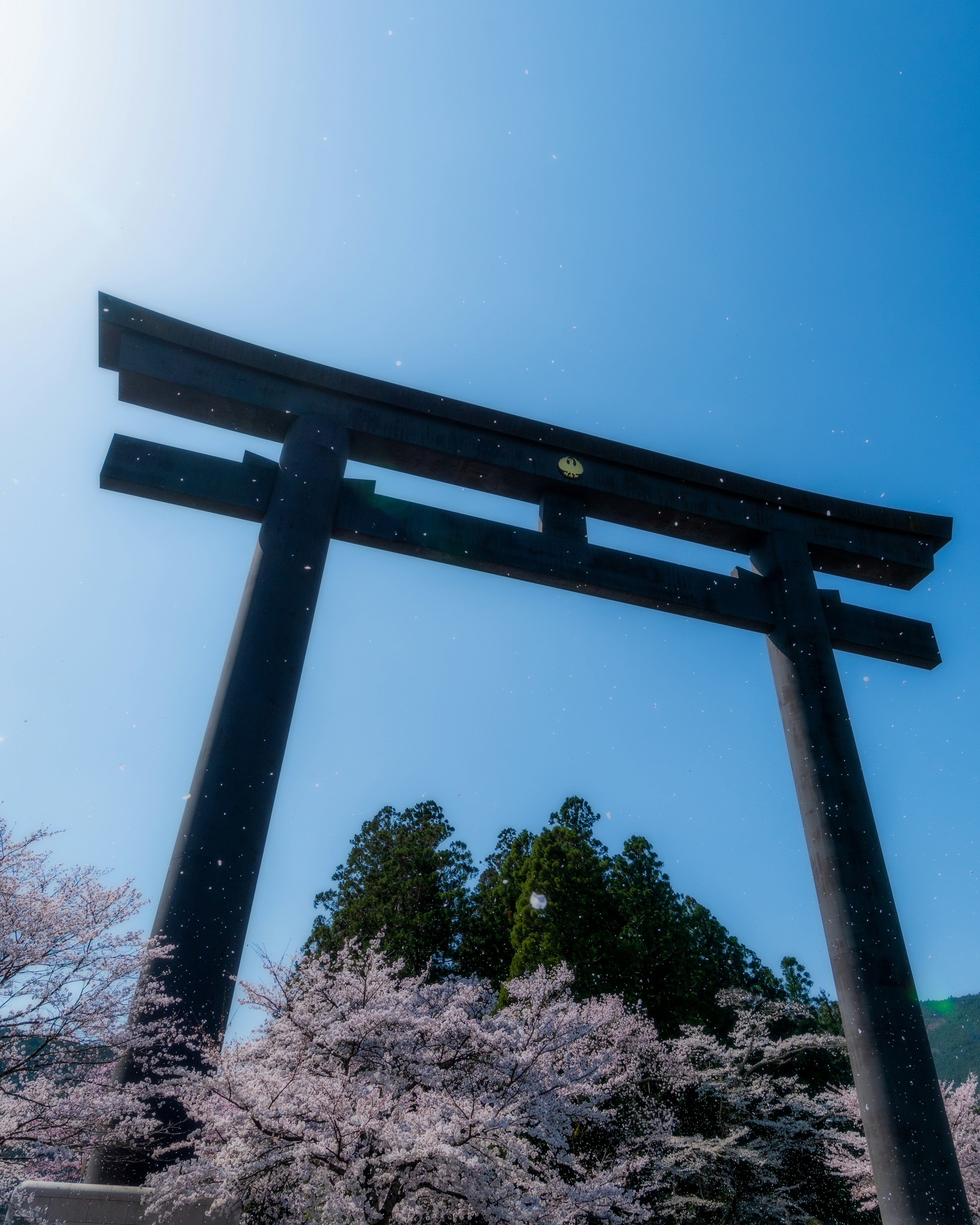 Portale torii nero sotto un cielo blu con alberi di ciliegio in fiore