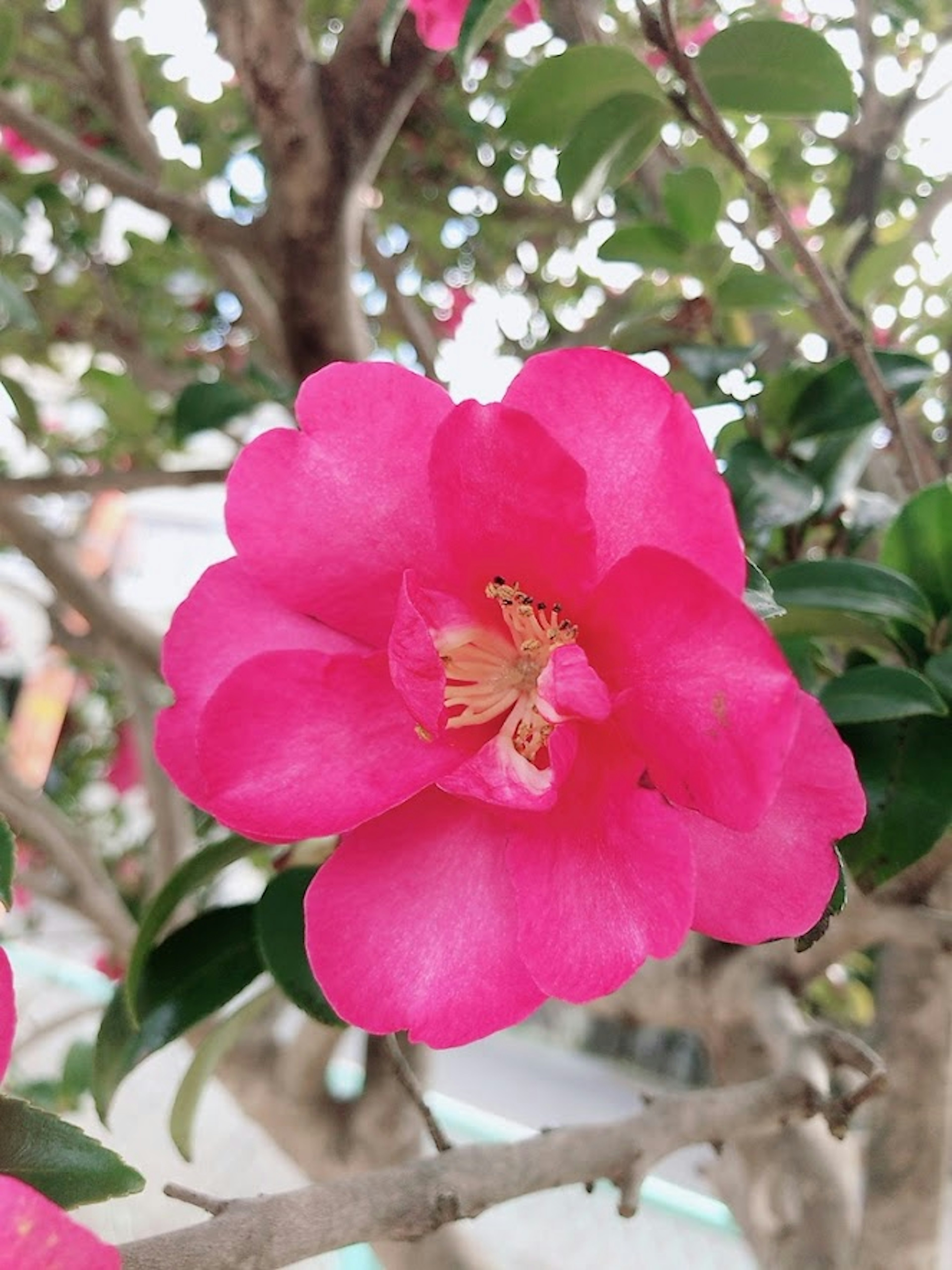 Lebendige pinkfarbene Blume umgeben von grünen Blättern