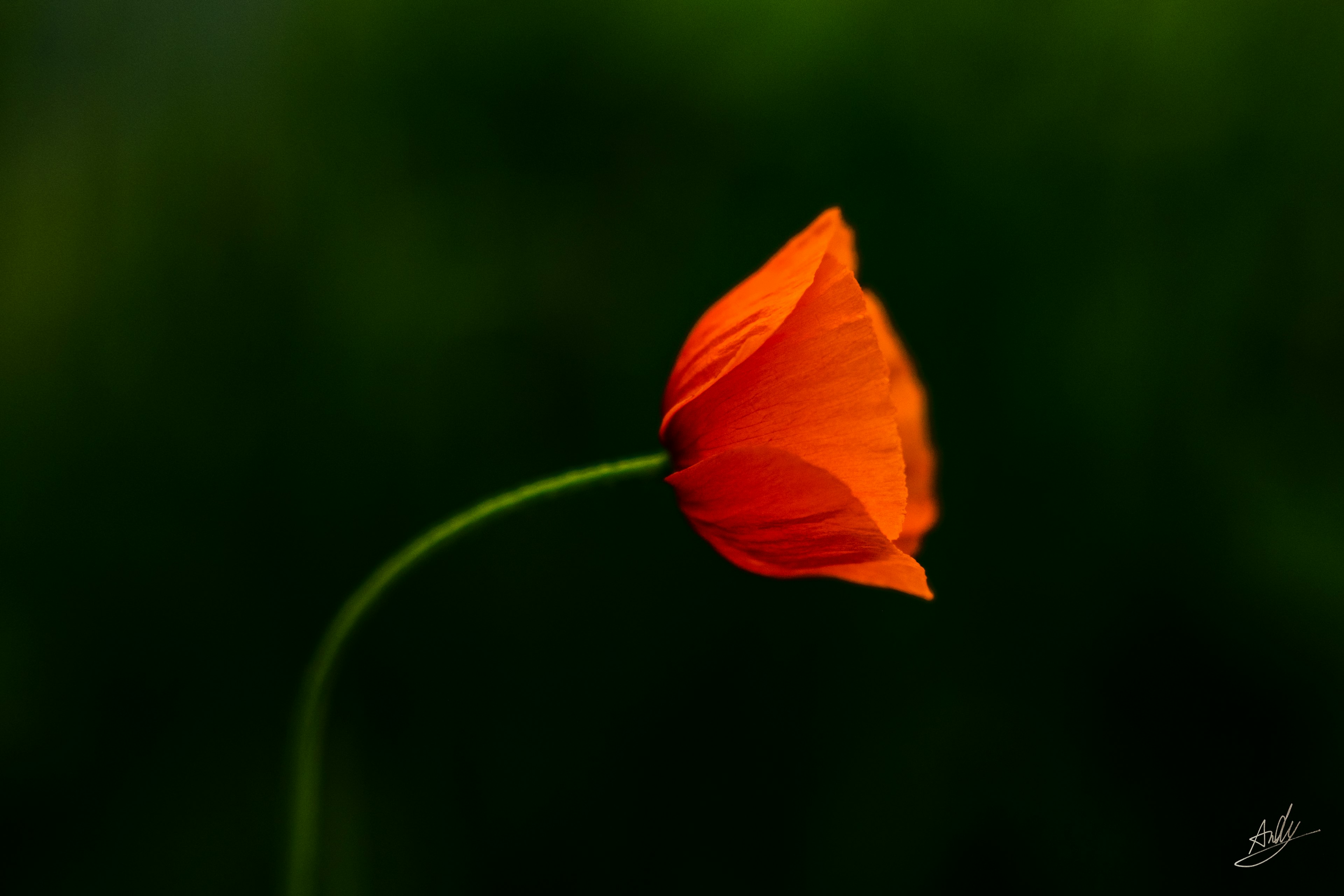 鮮やかなオレンジ色の花の側面が緑の背景に映える