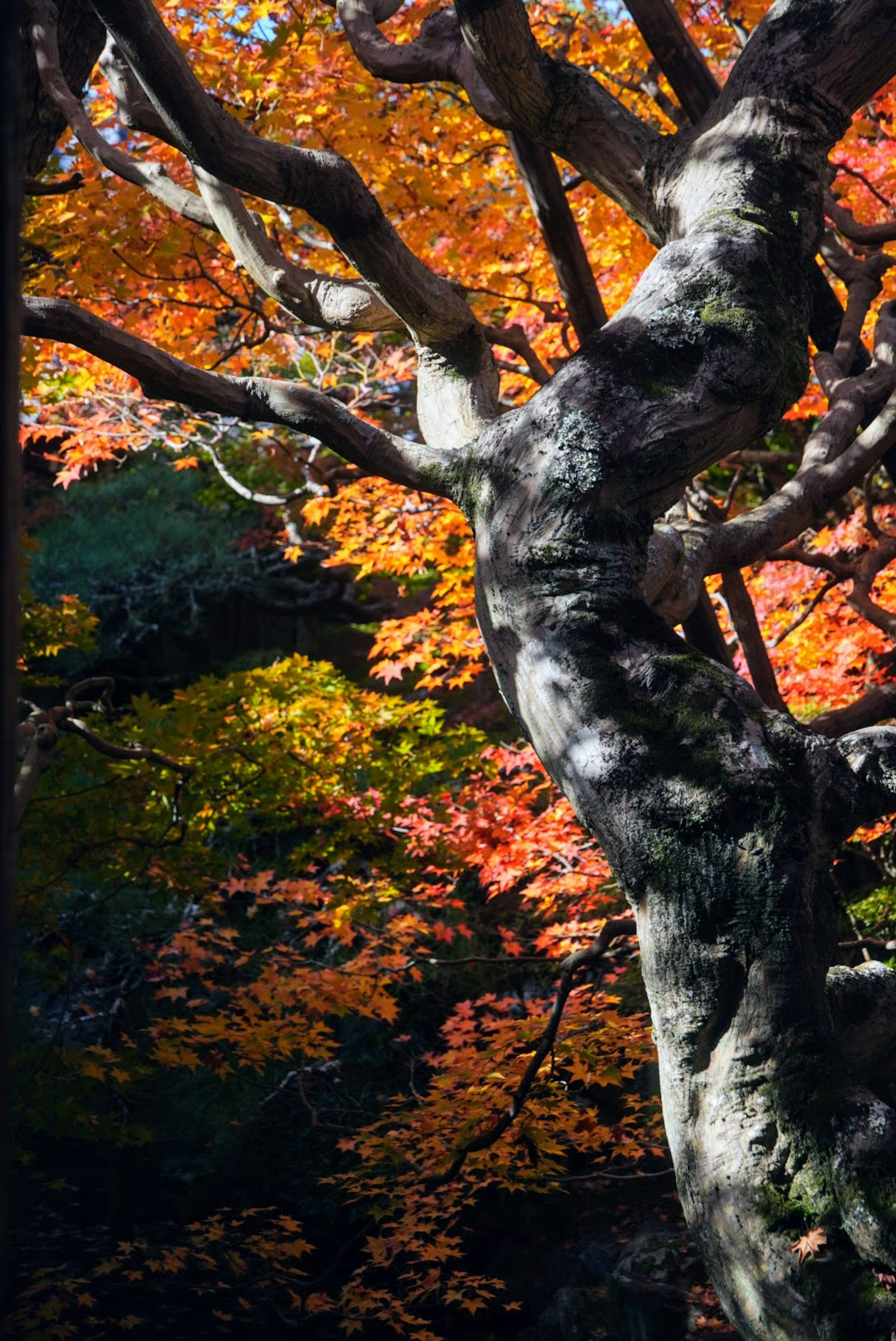 Nahaufnahme eines Baumstammes mit lebhaften Herbstblättern