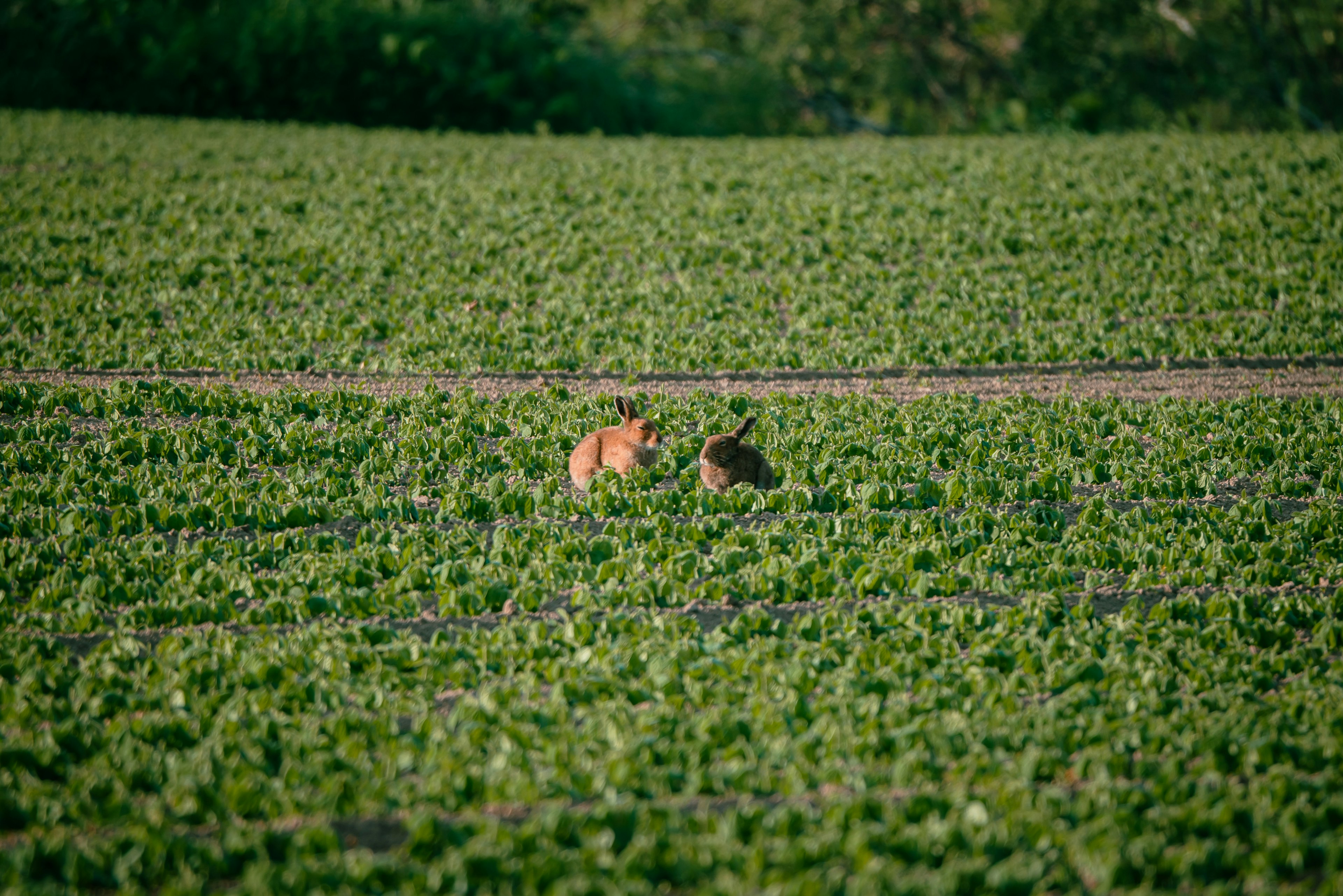 Two animals playing in a green field