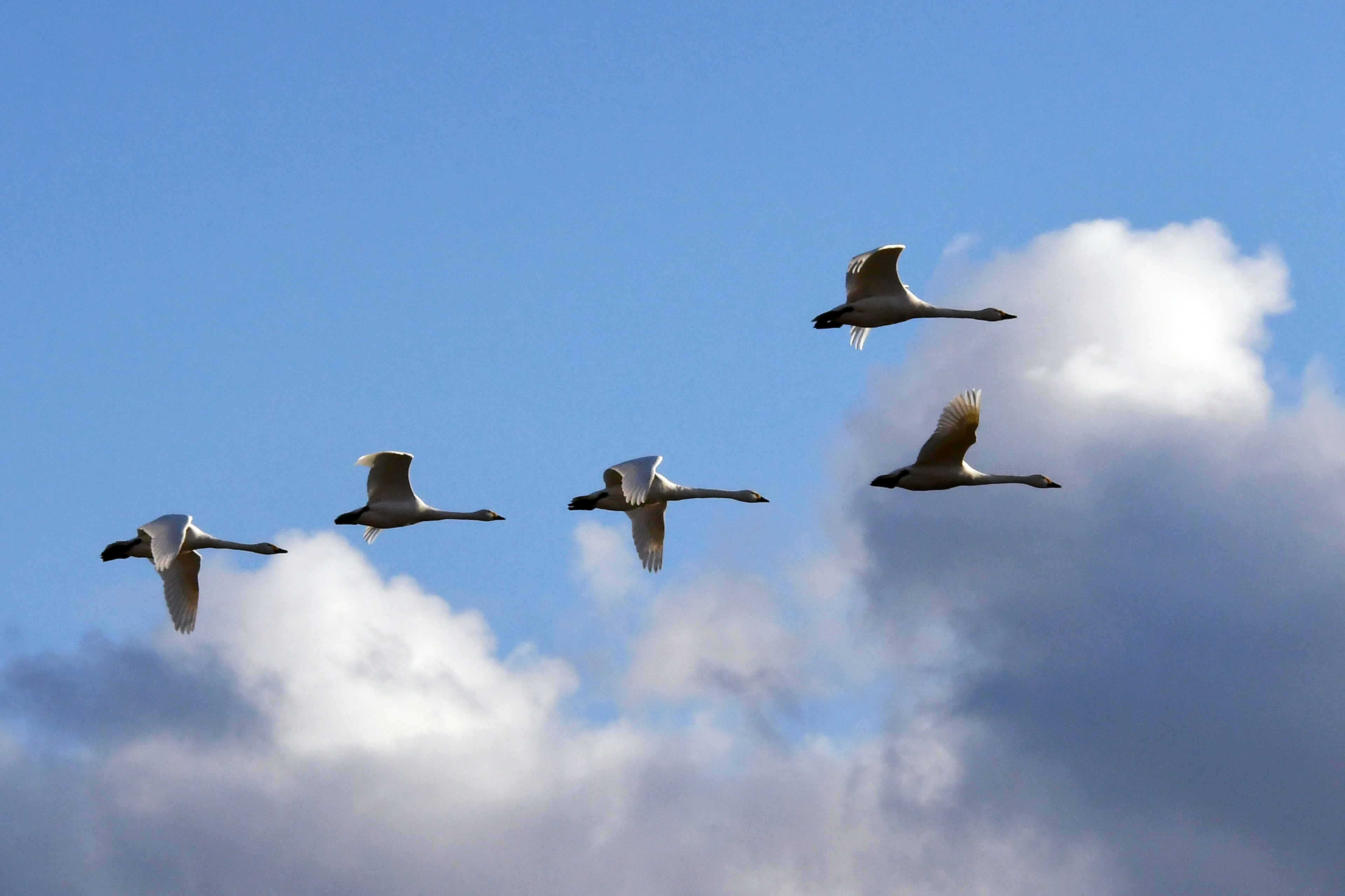 Cinco cisnes volando en formación contra un cielo azul con nubes blancas