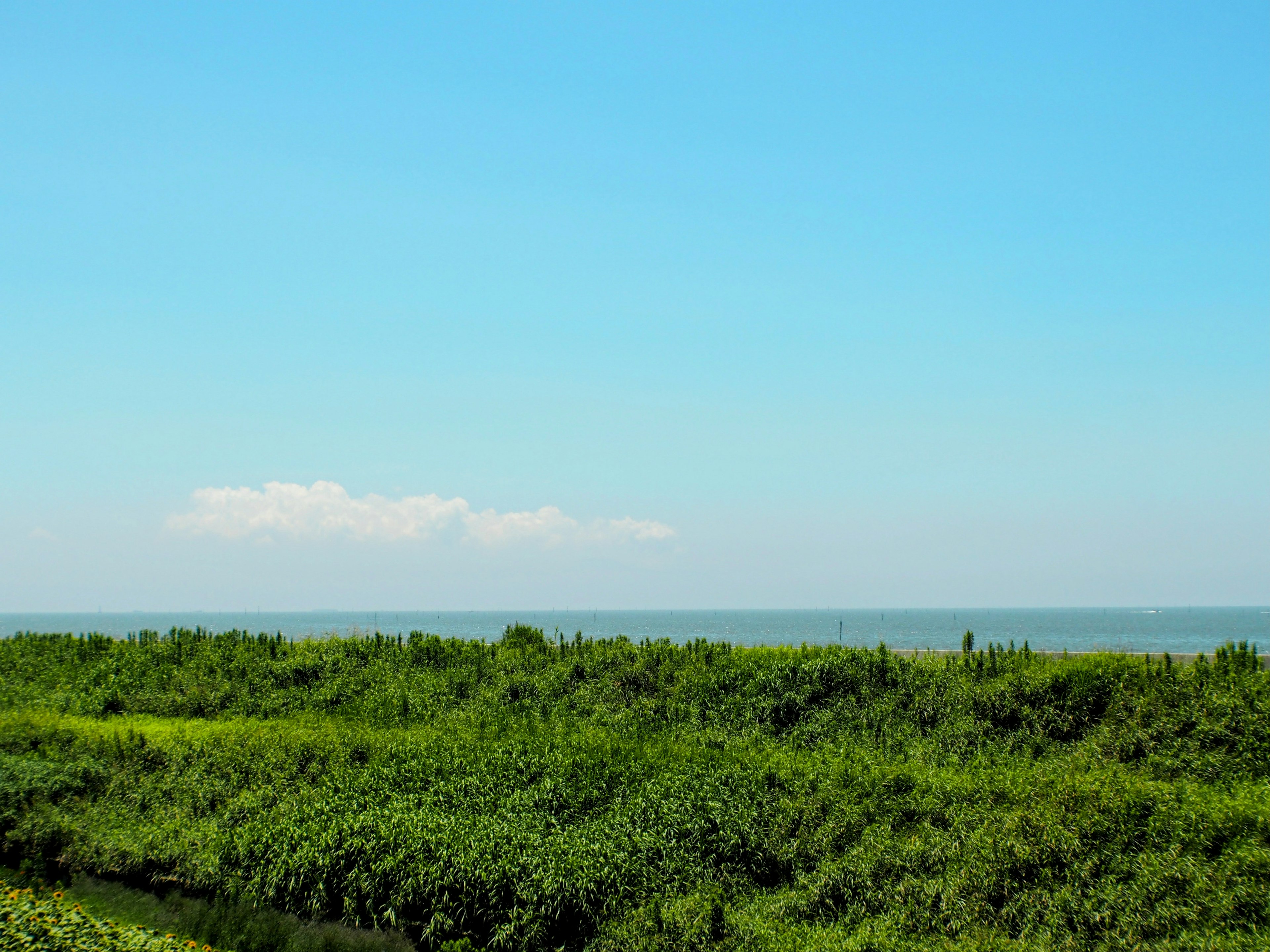 Paesaggio costiero con cielo blu e vegetazione lussureggiante