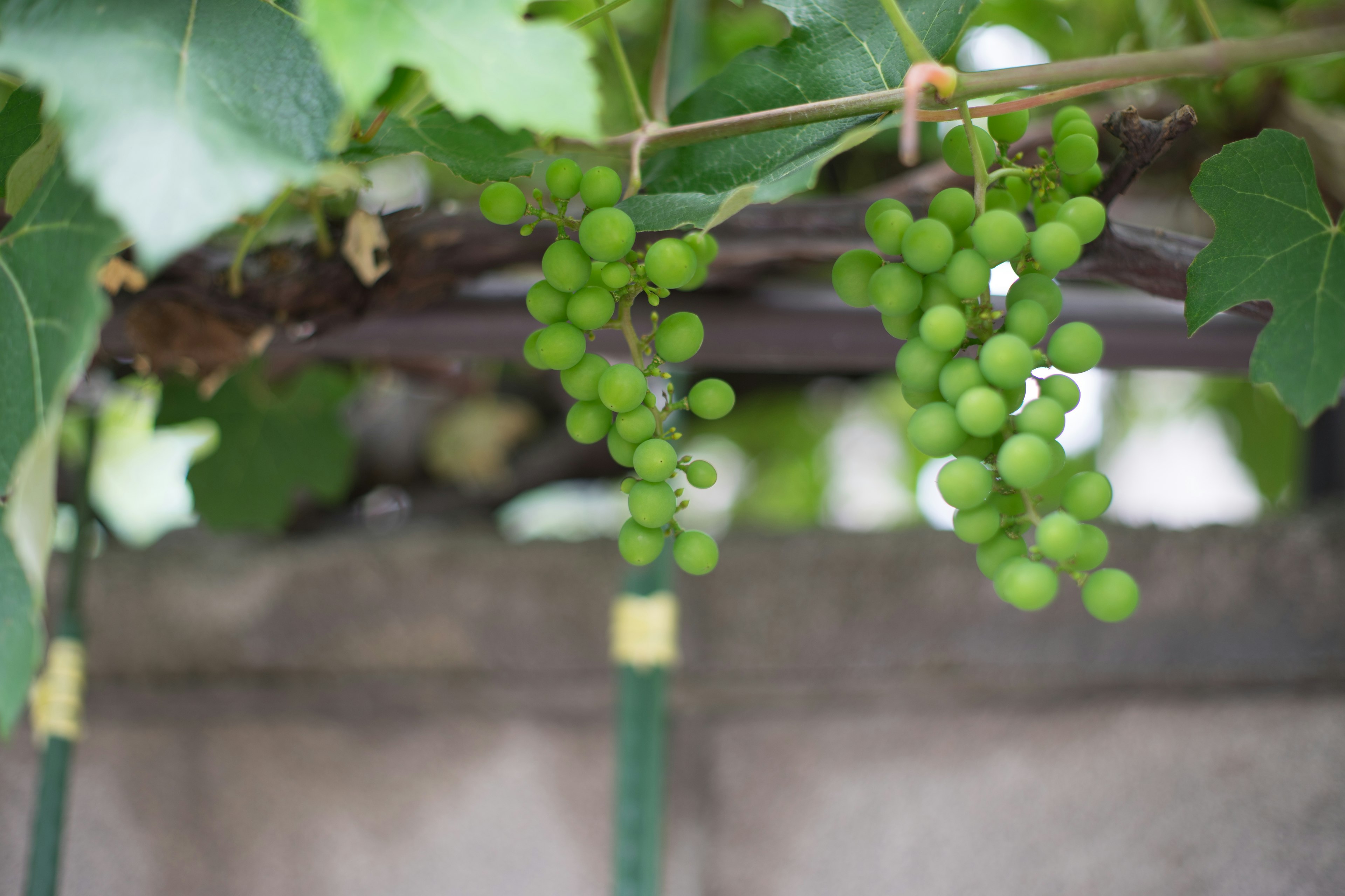 Bunches of green grapes hanging from a vine with lush leaves in the background