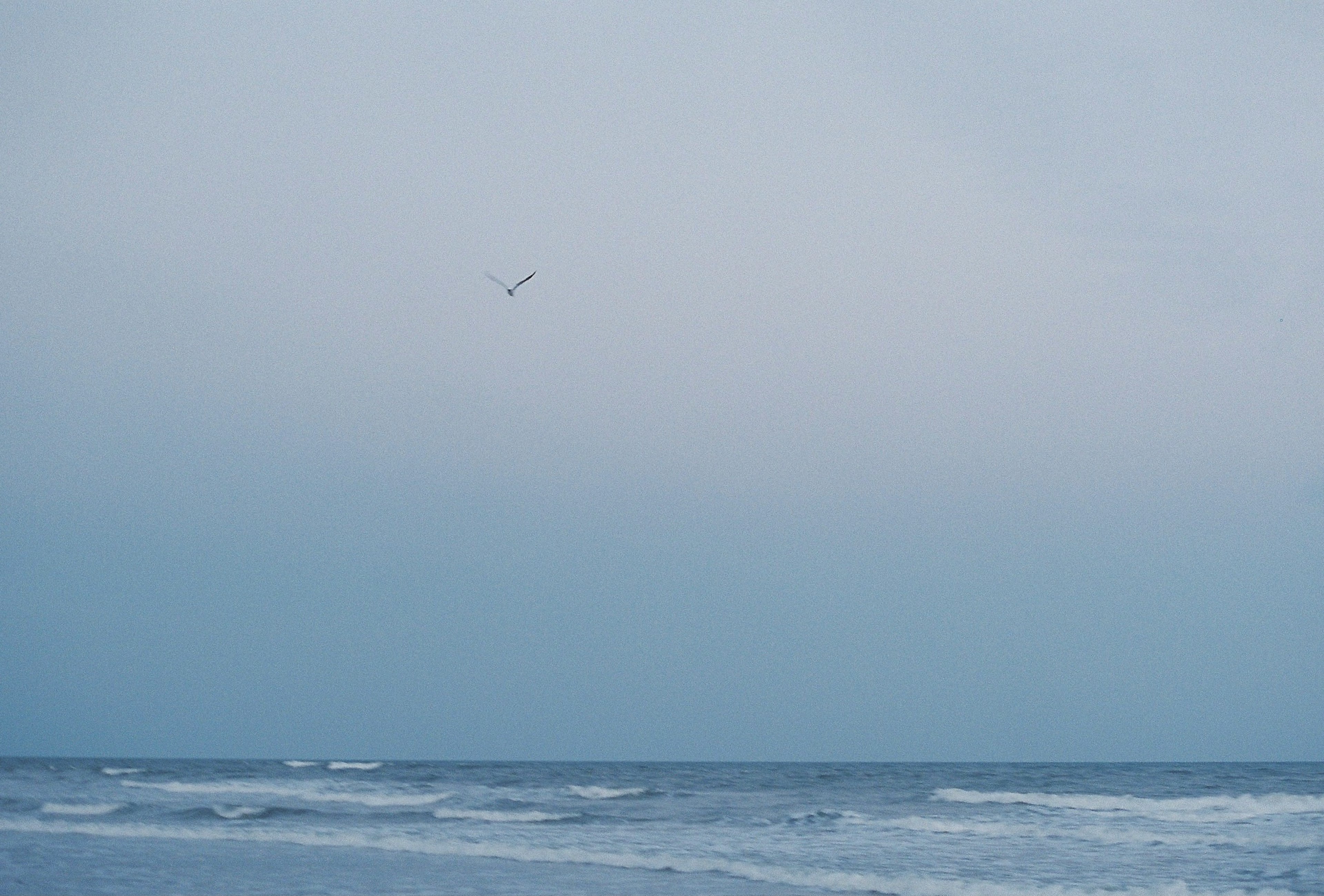 Paesaggio marino tranquillo con un uccello che vola in un cielo blu pallido