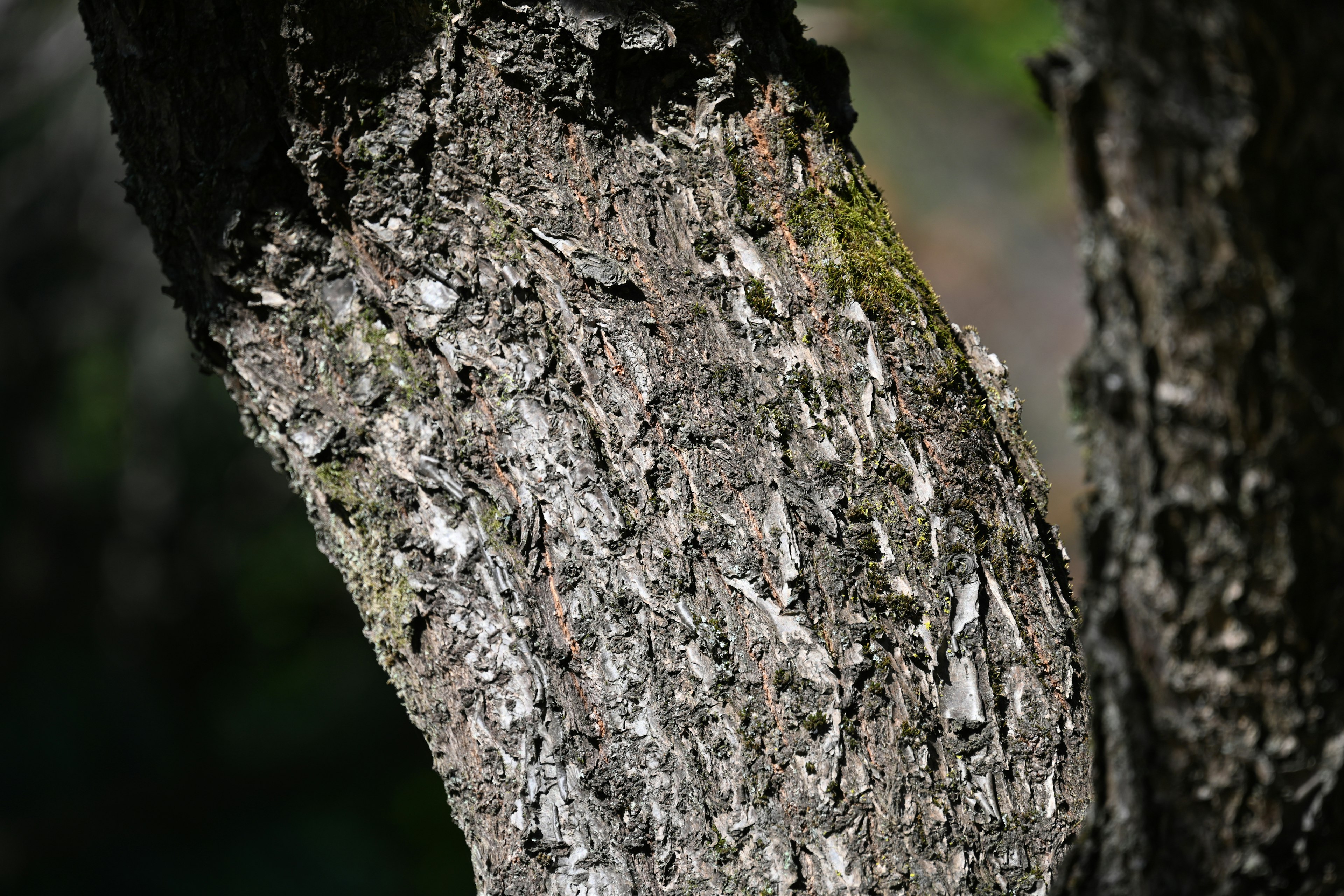 Gros plan d'un tronc d'arbre montrant des textures complexes et des couleurs naturelles