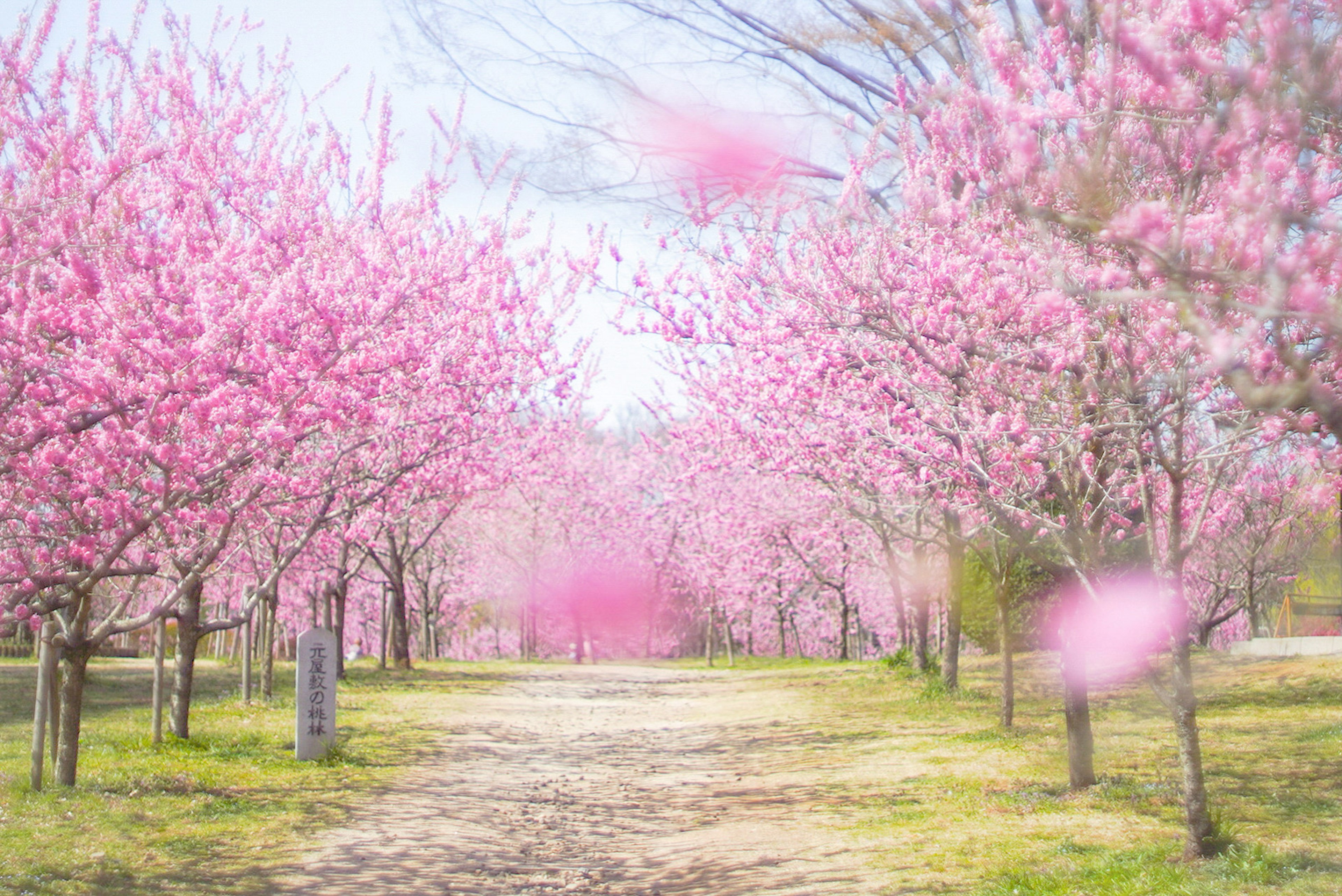 Jalan yang dikelilingi oleh pohon sakura yang mekar di musim semi