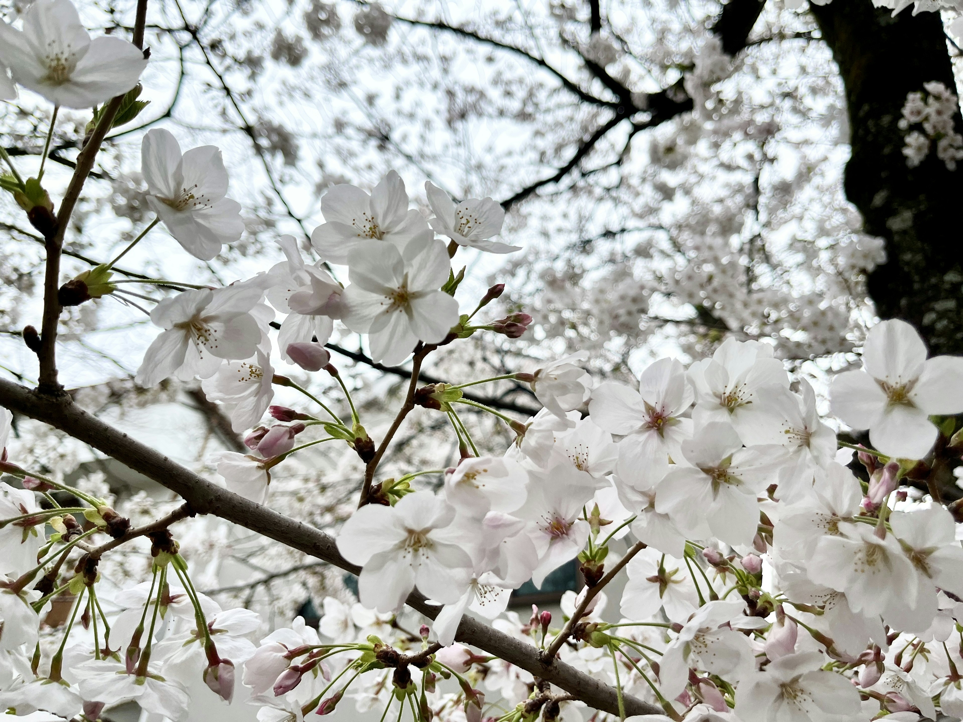 桜の花が咲いている枝のクローズアップ