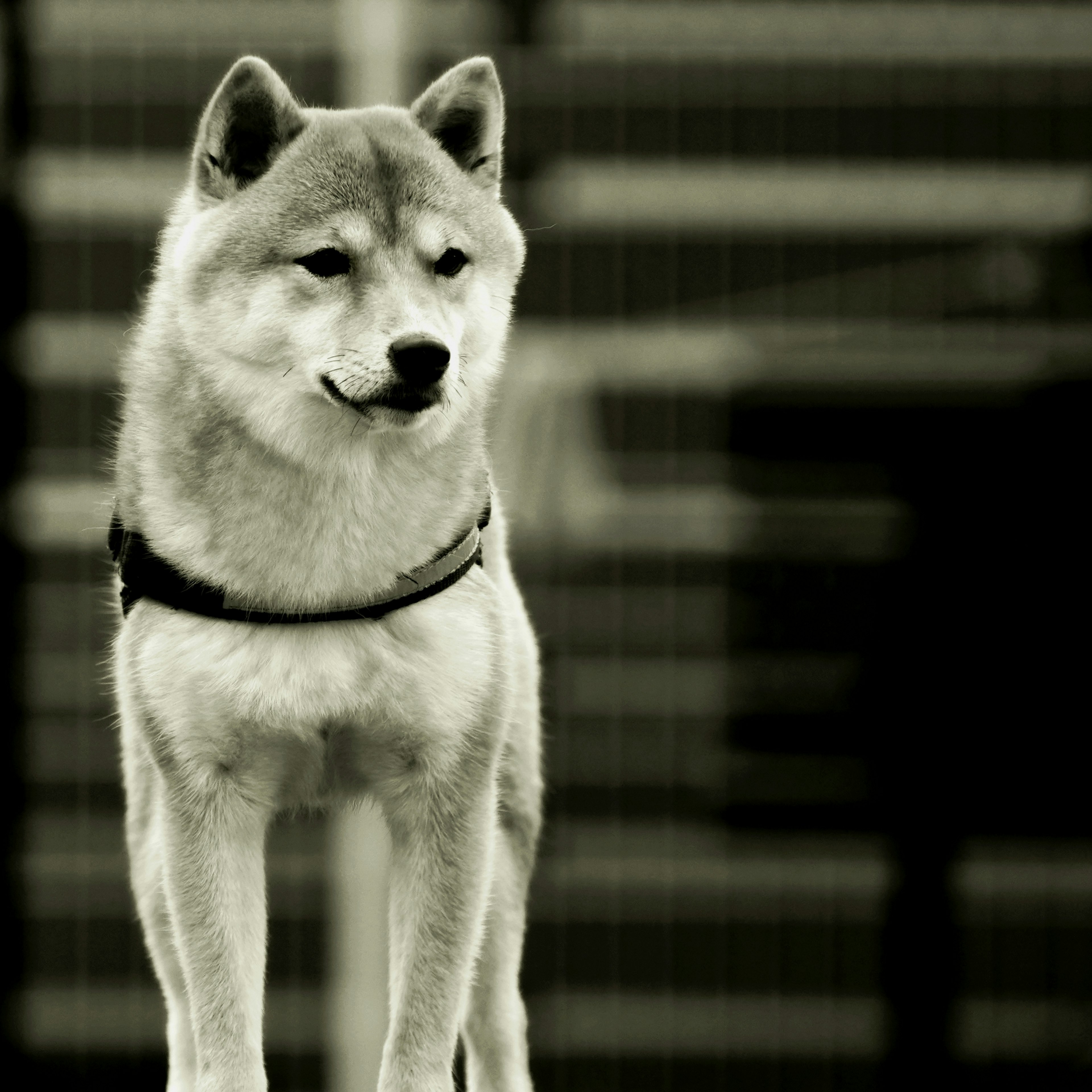 Shiba Inu standing in a monochrome image