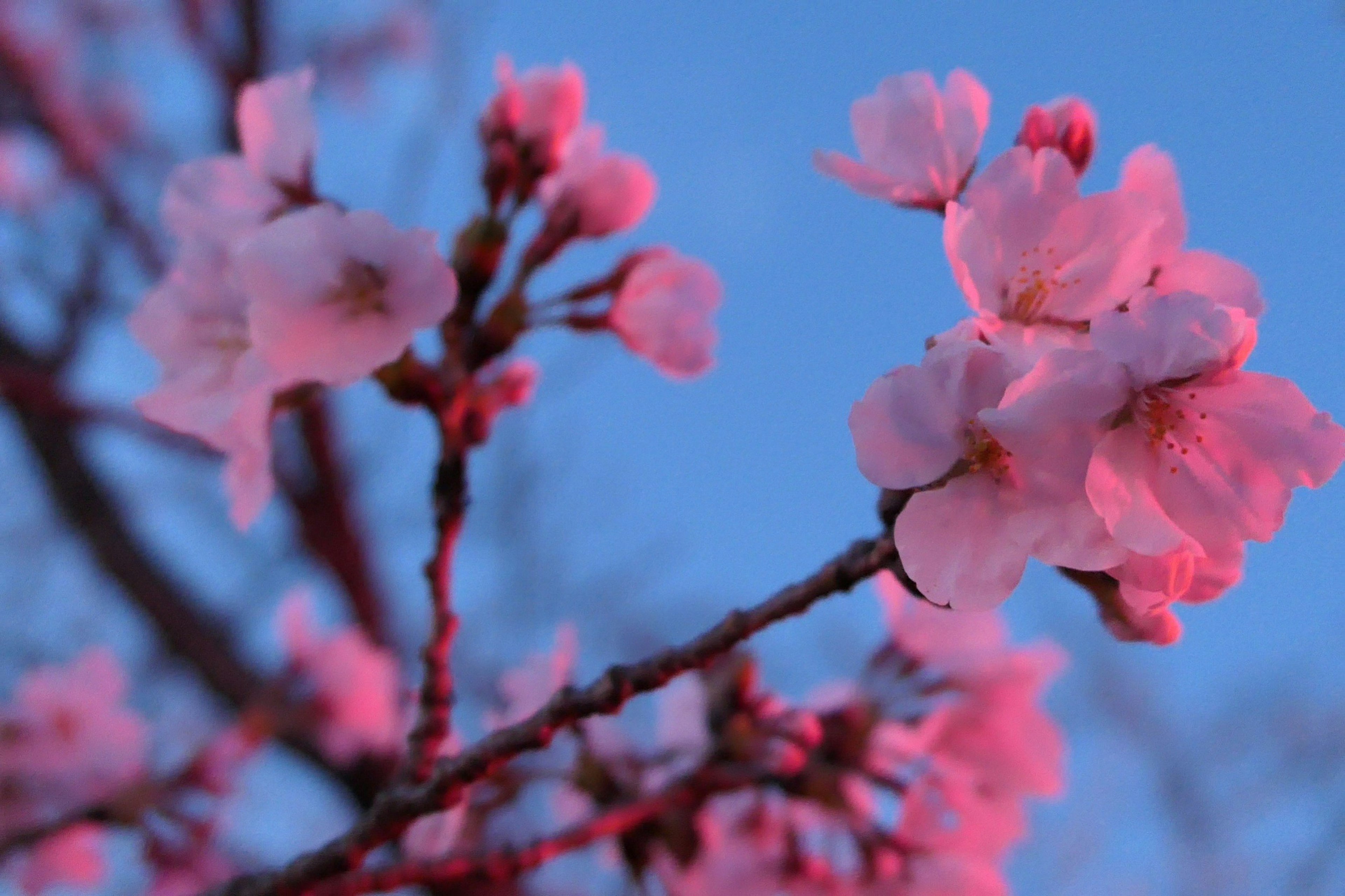 Flores de cerezo iluminadas por una suave luz rosa contra un cielo azul