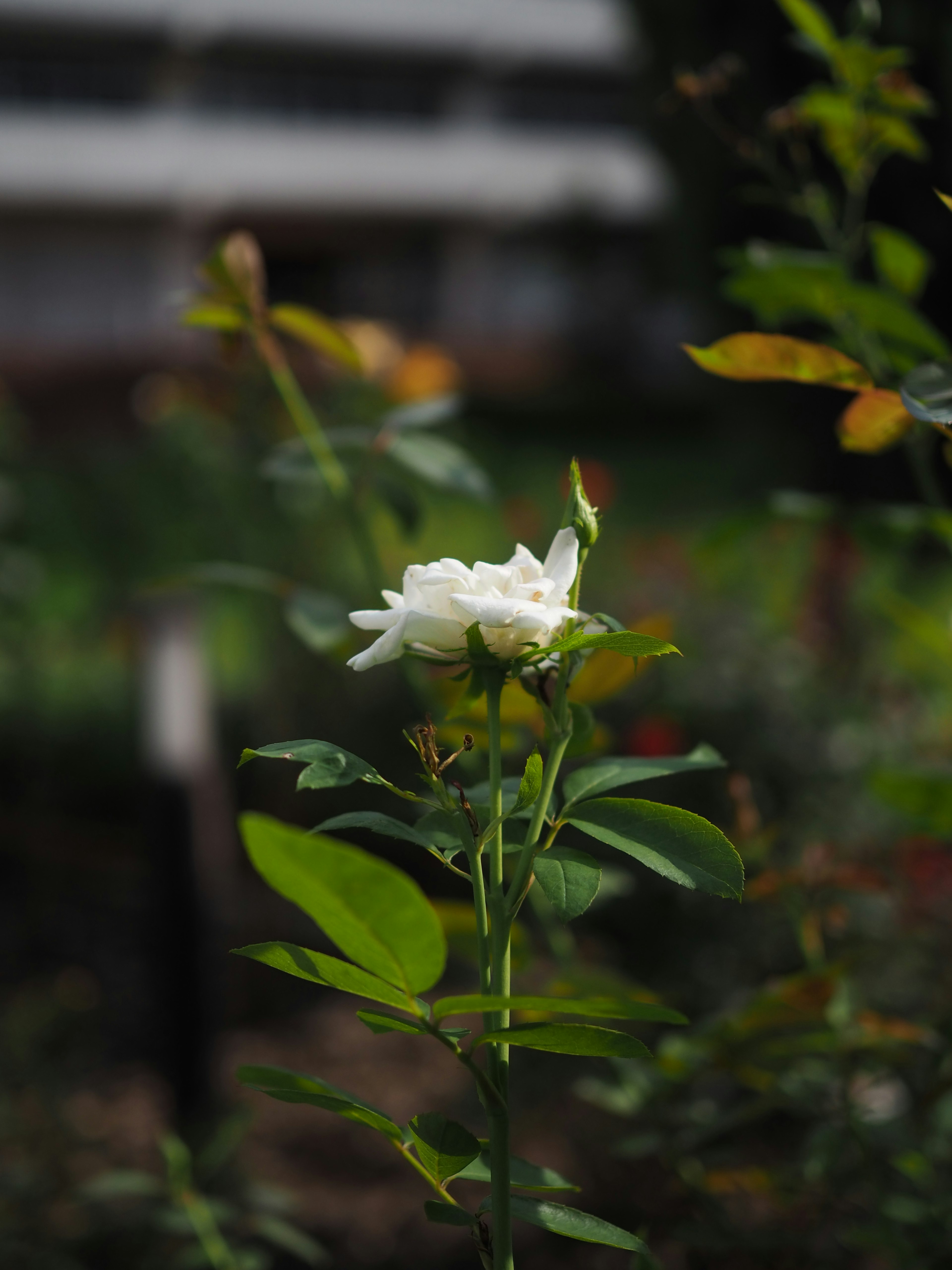 白いバラの花が青々とした葉の間に咲いている