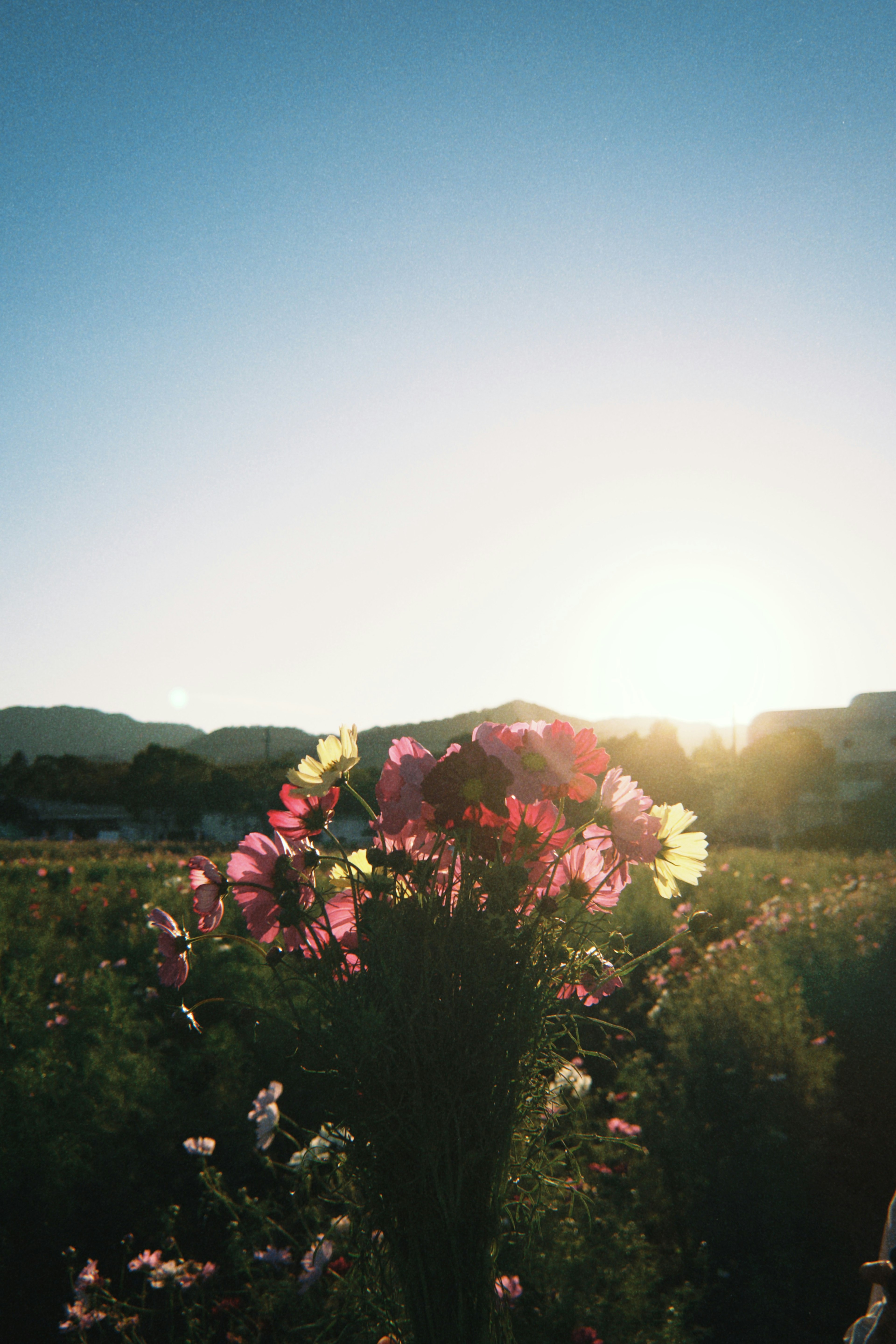 Bouquet de fleurs colorées devant un coucher de soleil